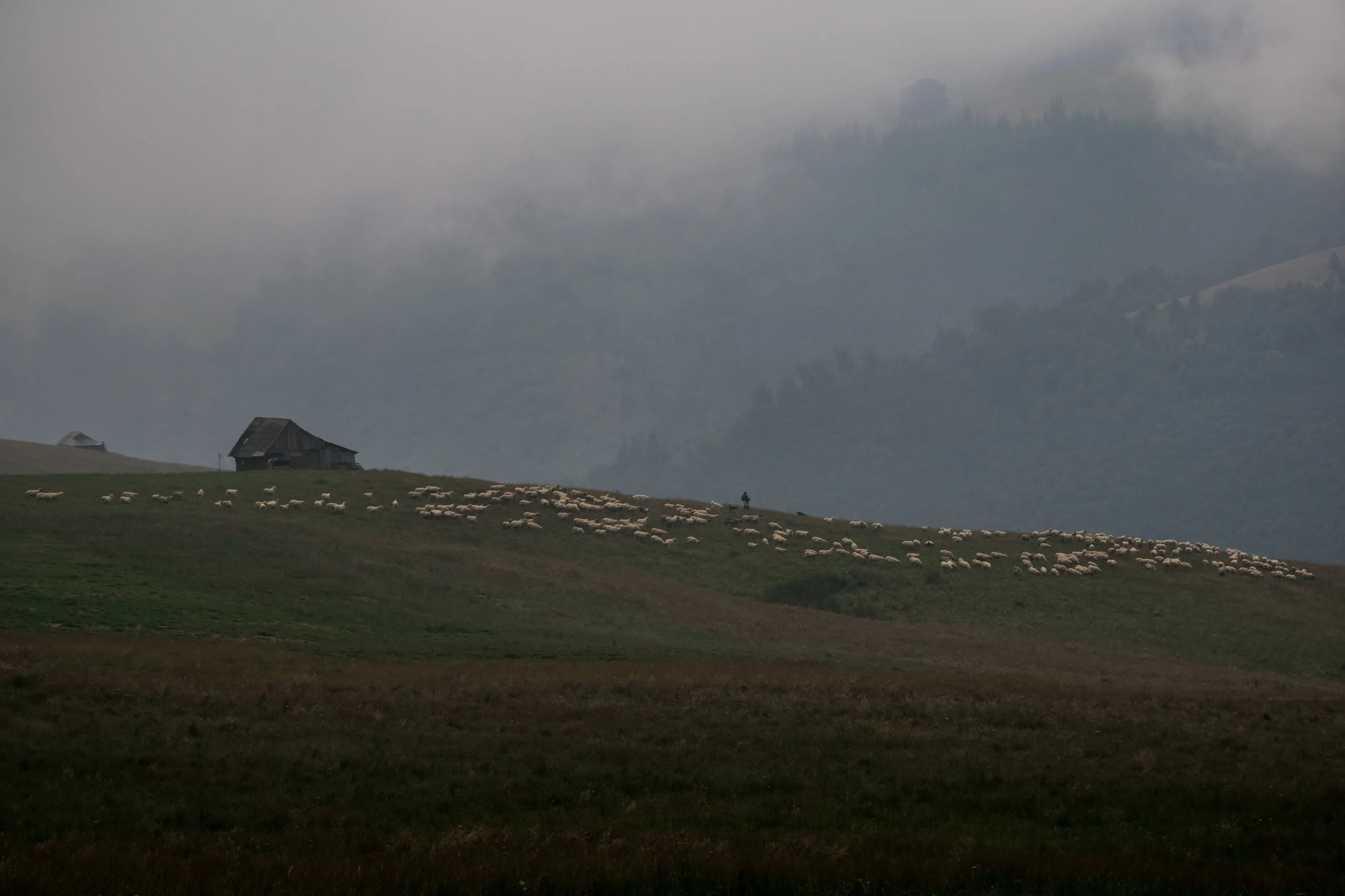 A shepherd with his sheep on the hills of Romania