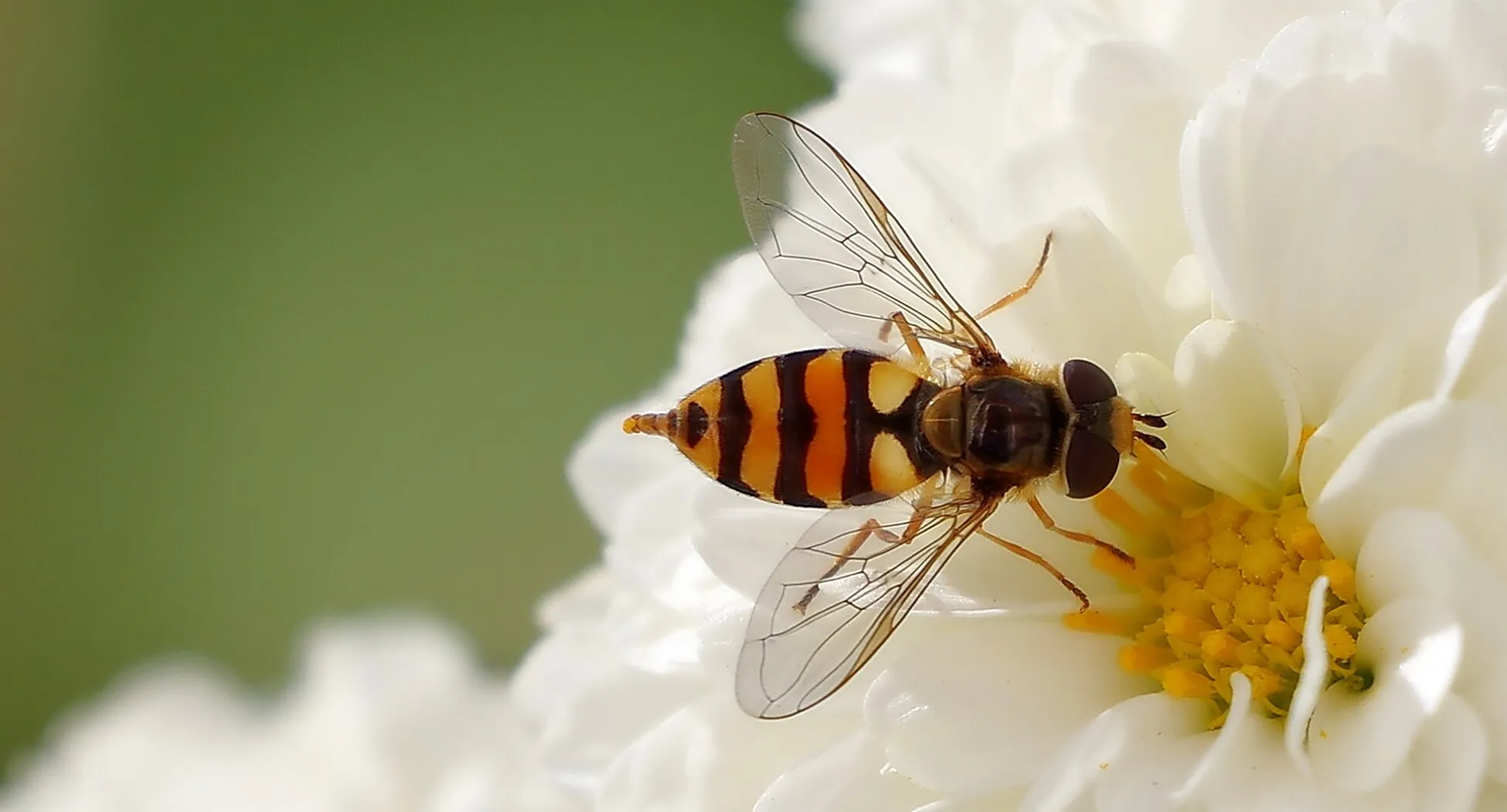Entry 3417658