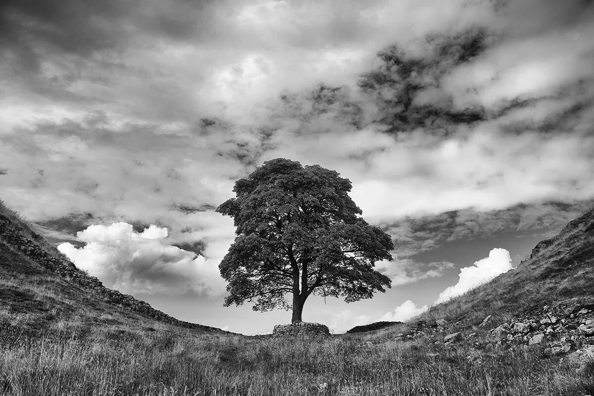 Sycamore Gap