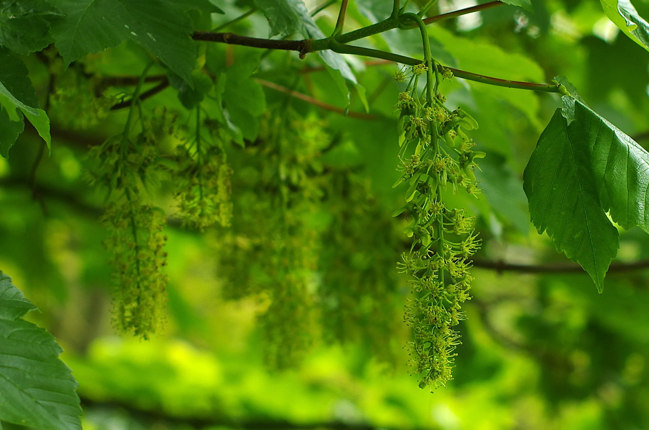 sycamore flowers