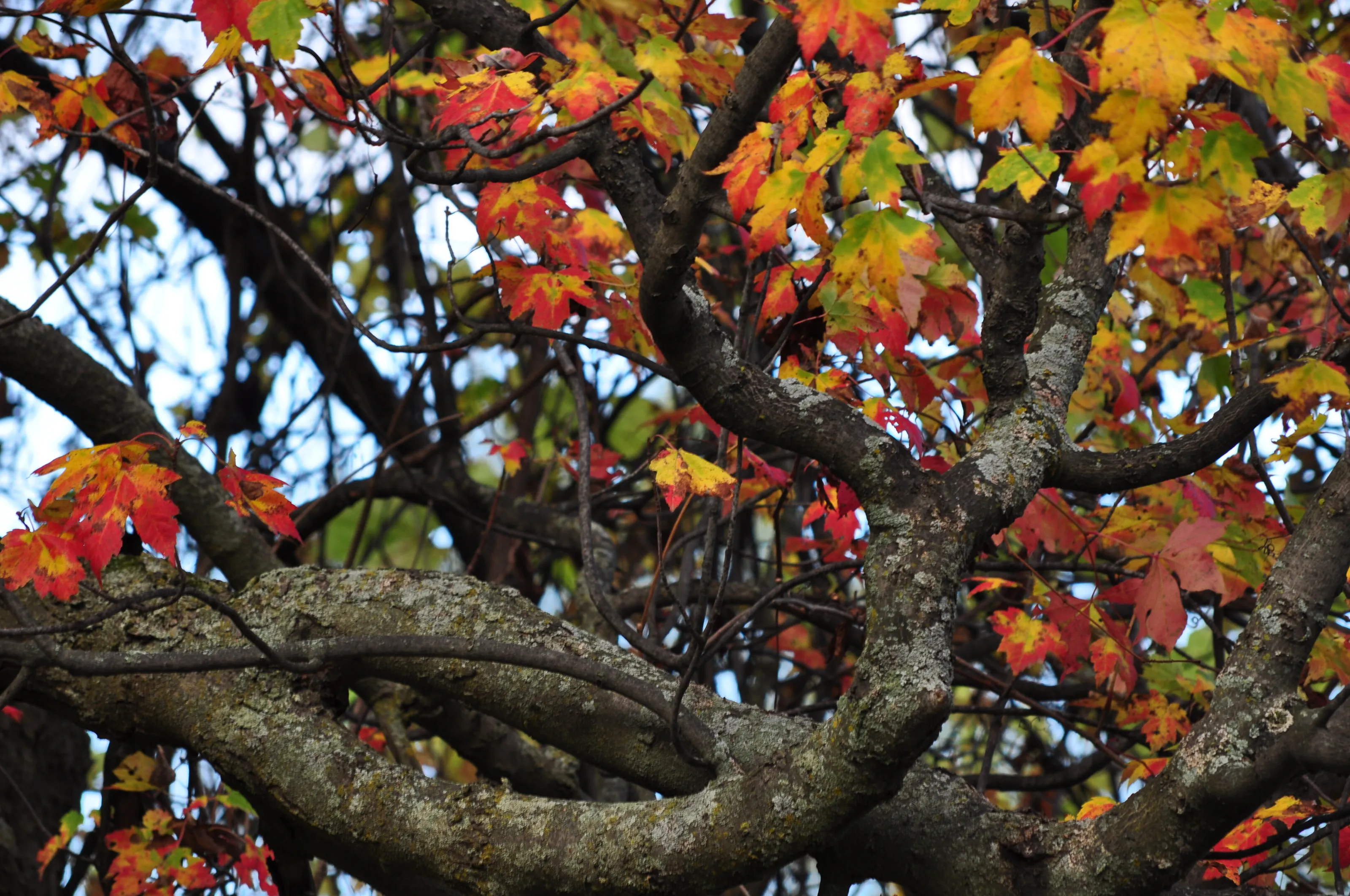 The Old Maple's Colors