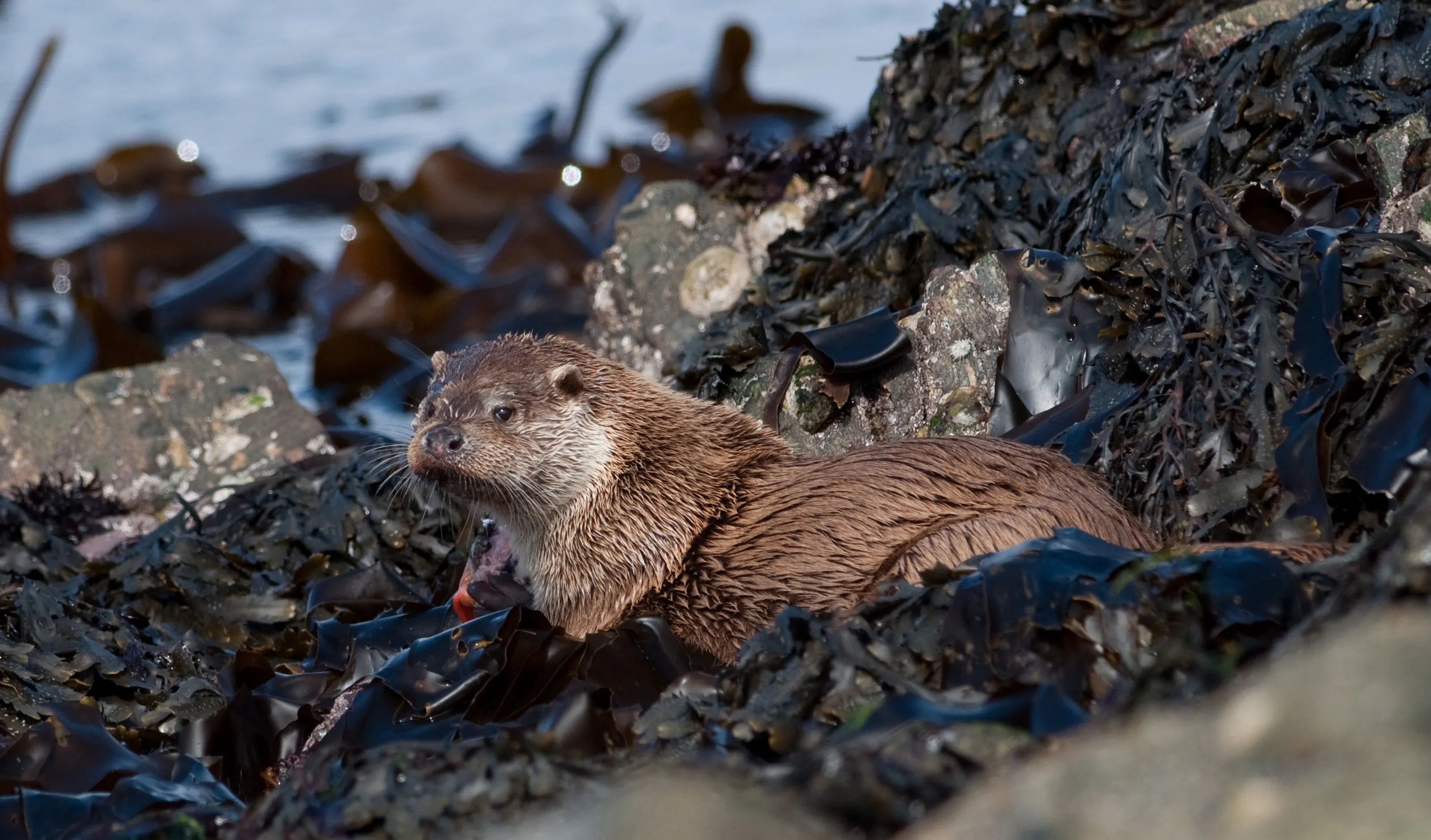 Eurasian Otter