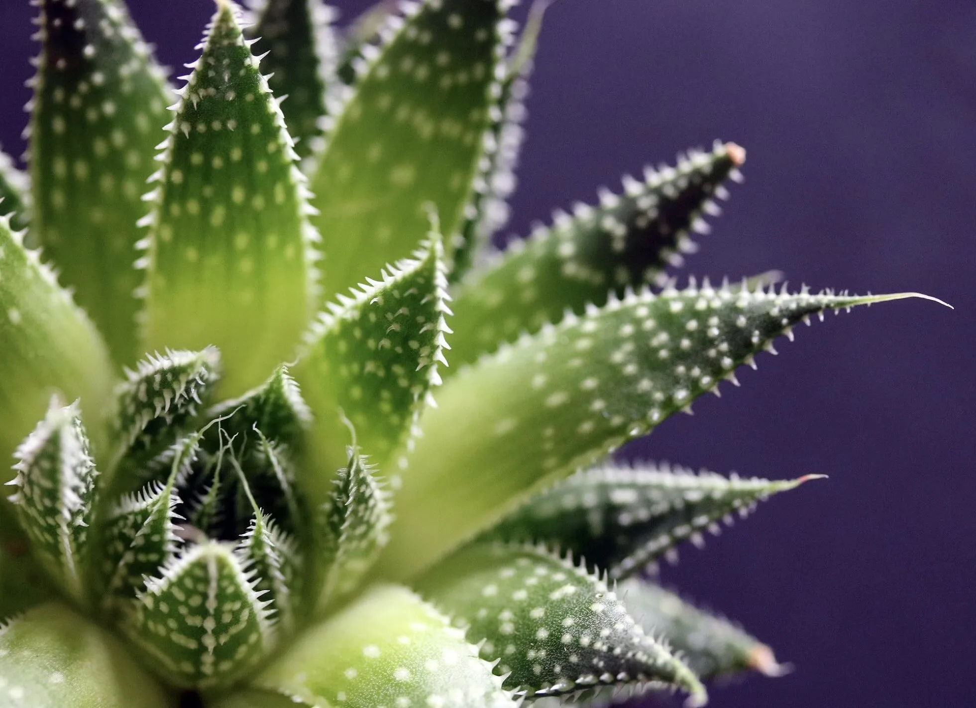 Close Up & Macro in nature