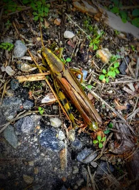 Grasshopper