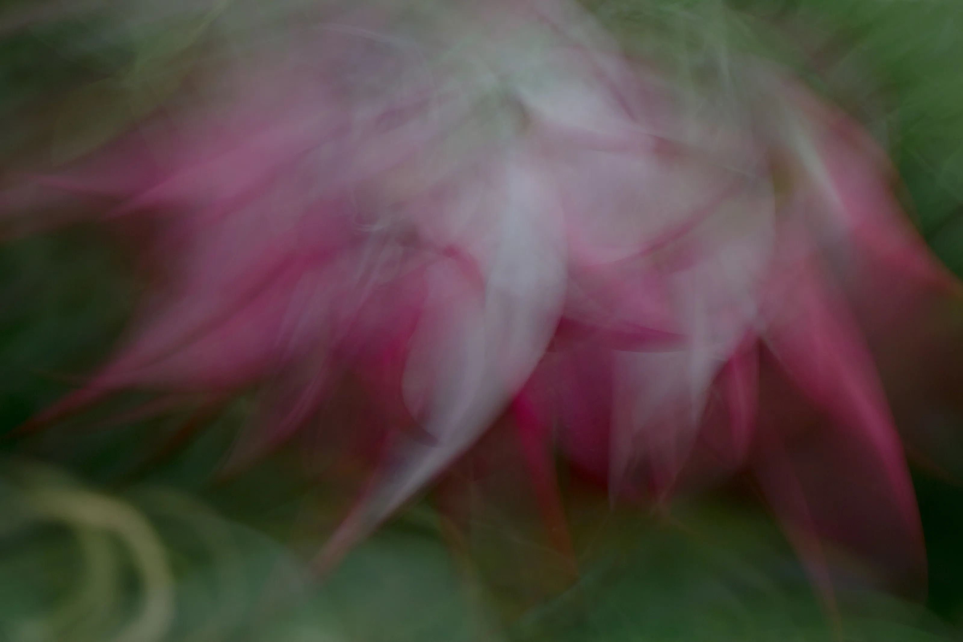 Fuchsia movement