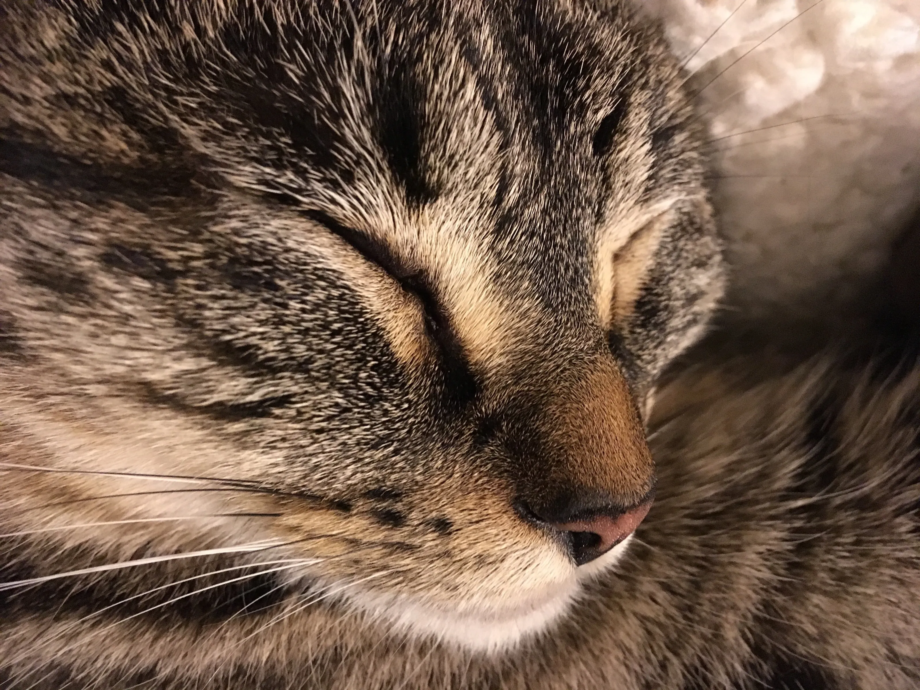 Sleeping Kitty