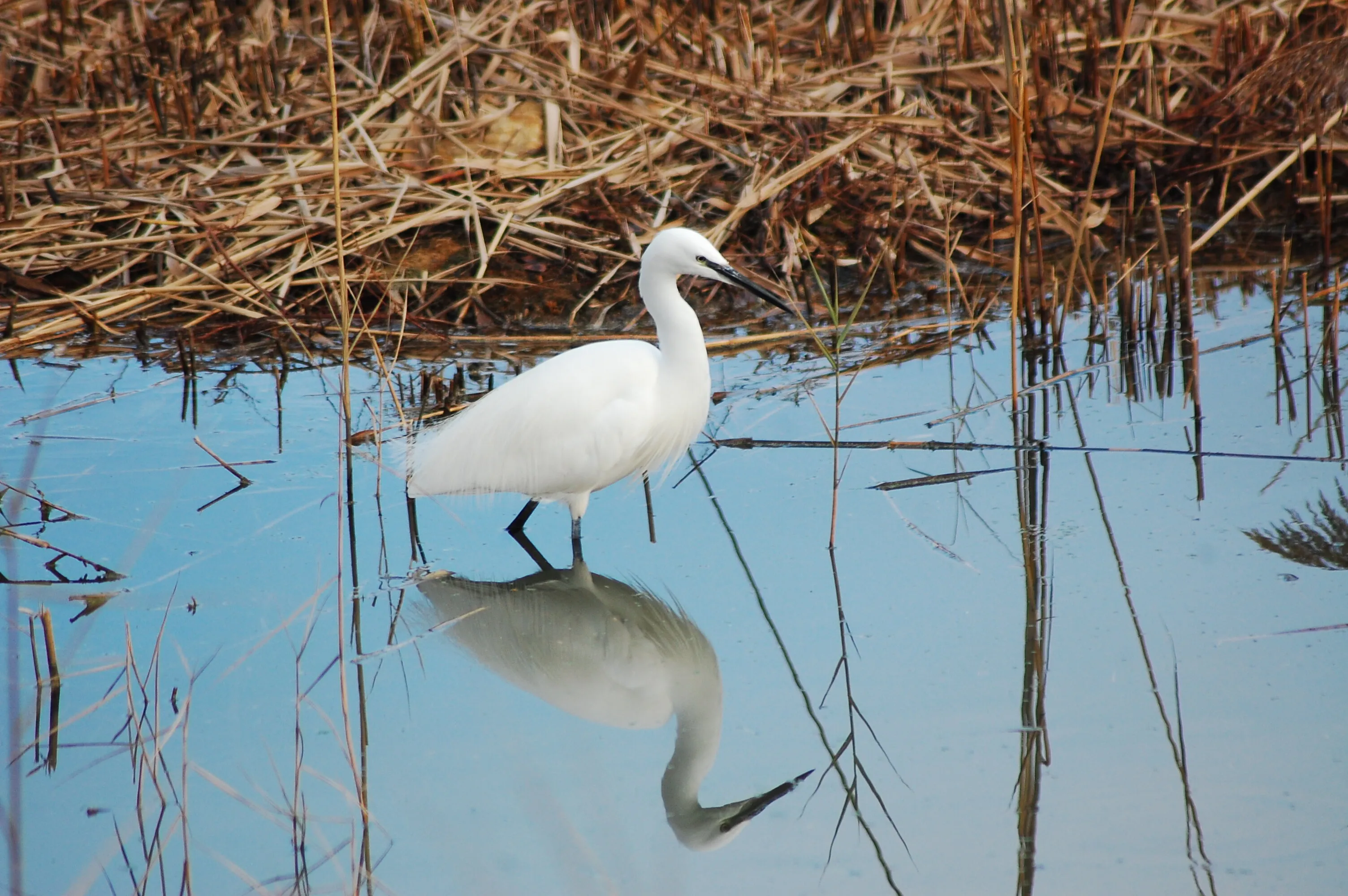 Egret