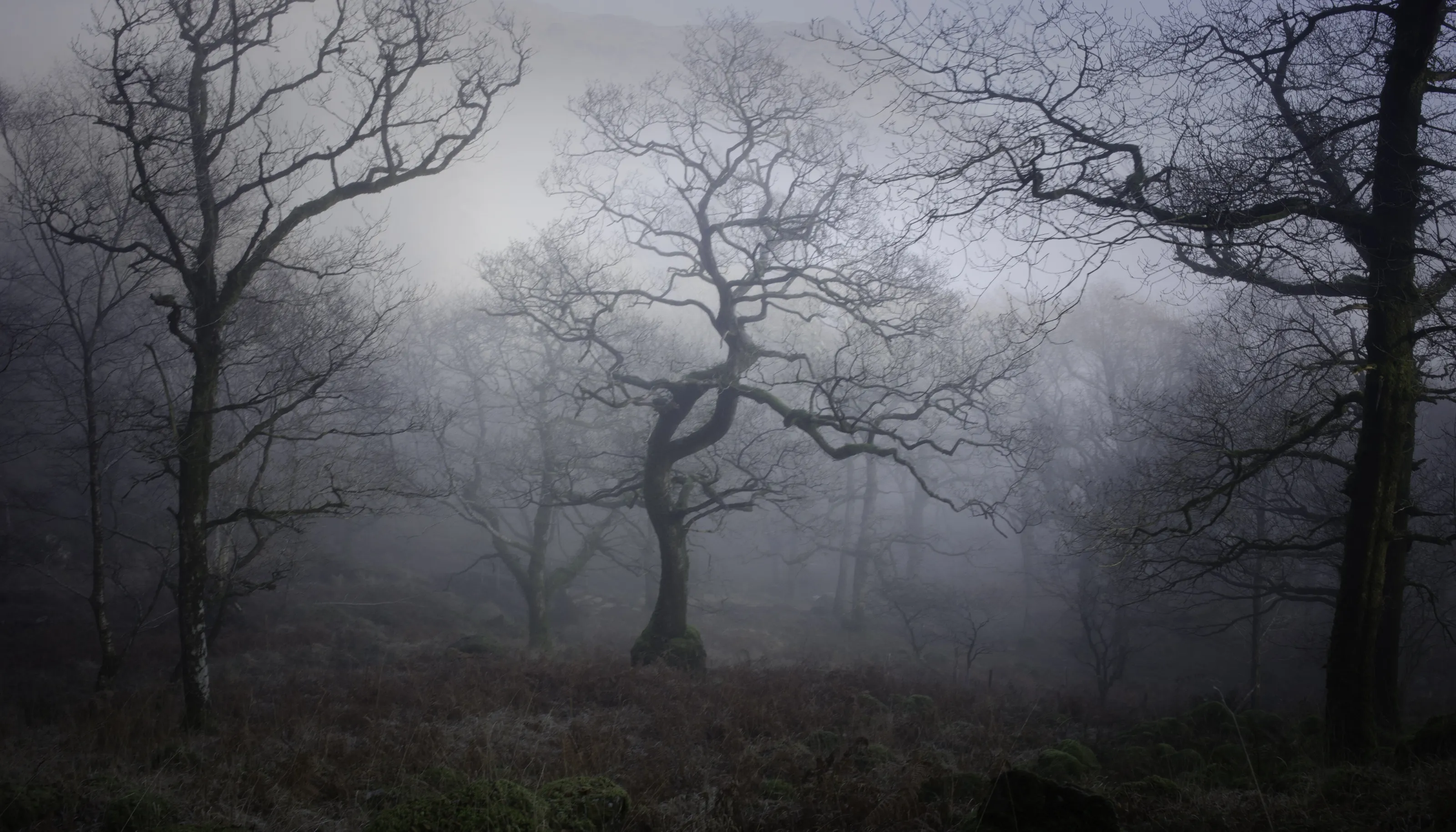 Trees in the mist