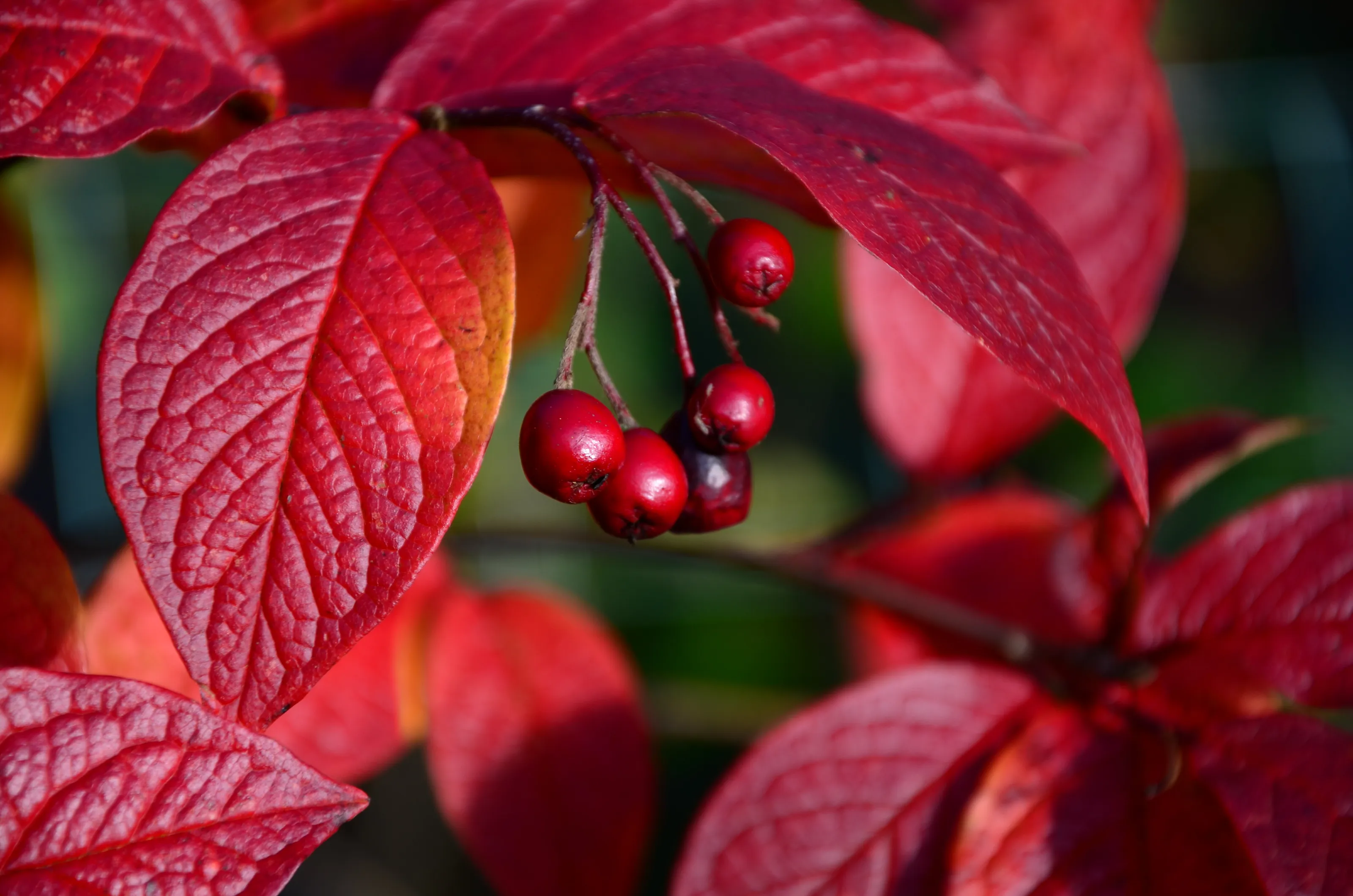 Red Leaves and Berries in Autumn