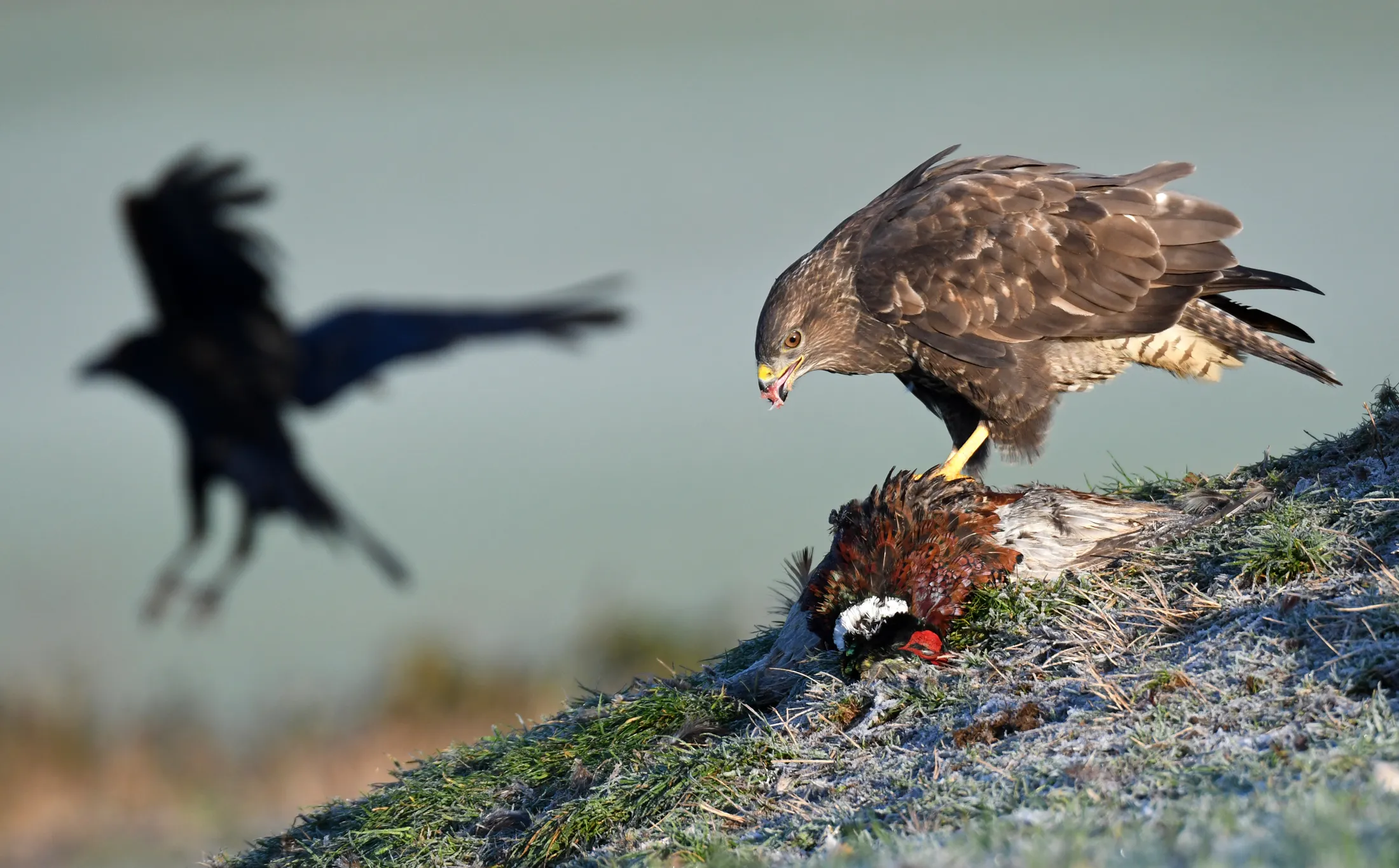 Buzzard on bait