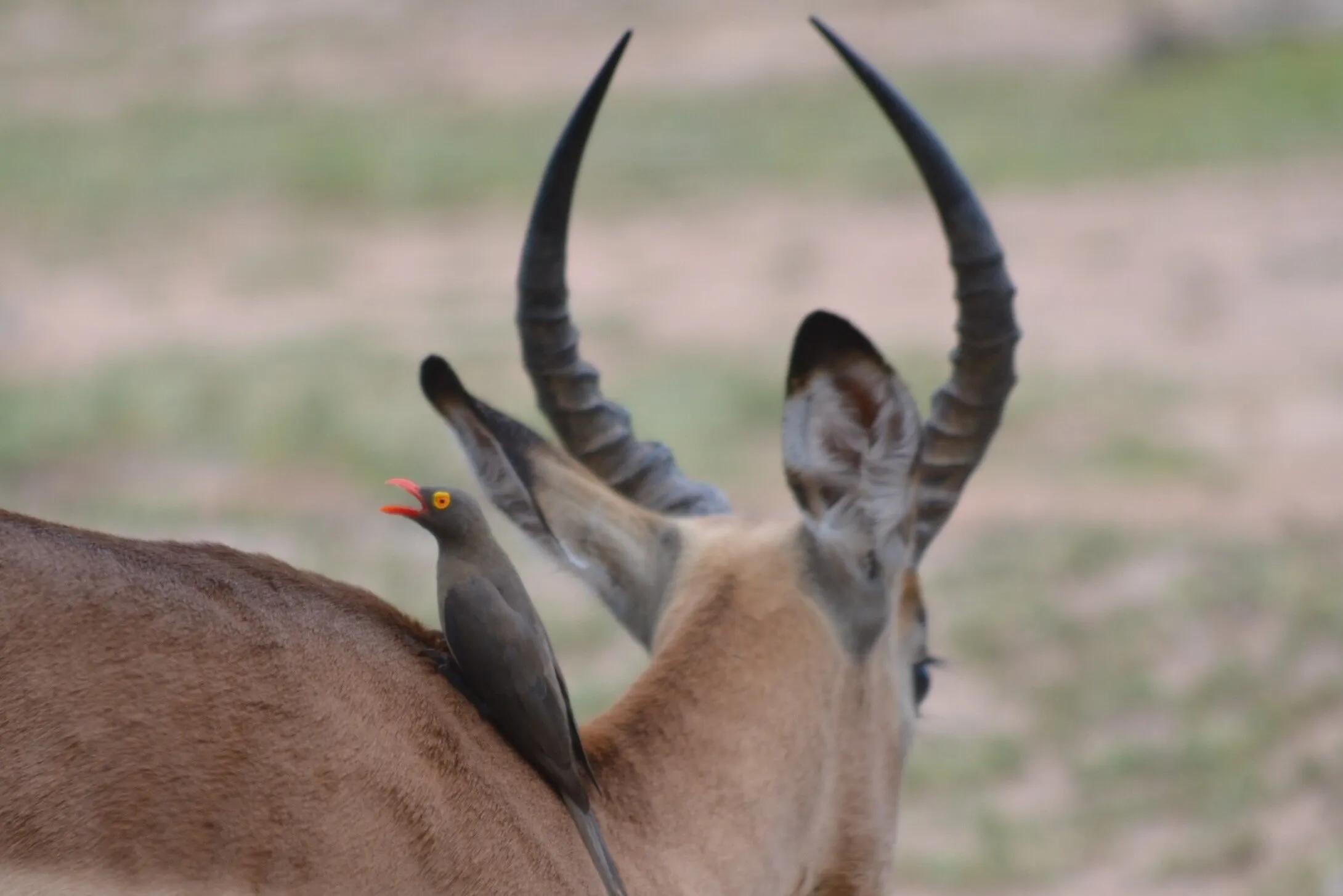 Catching a ride at the Kruger Park