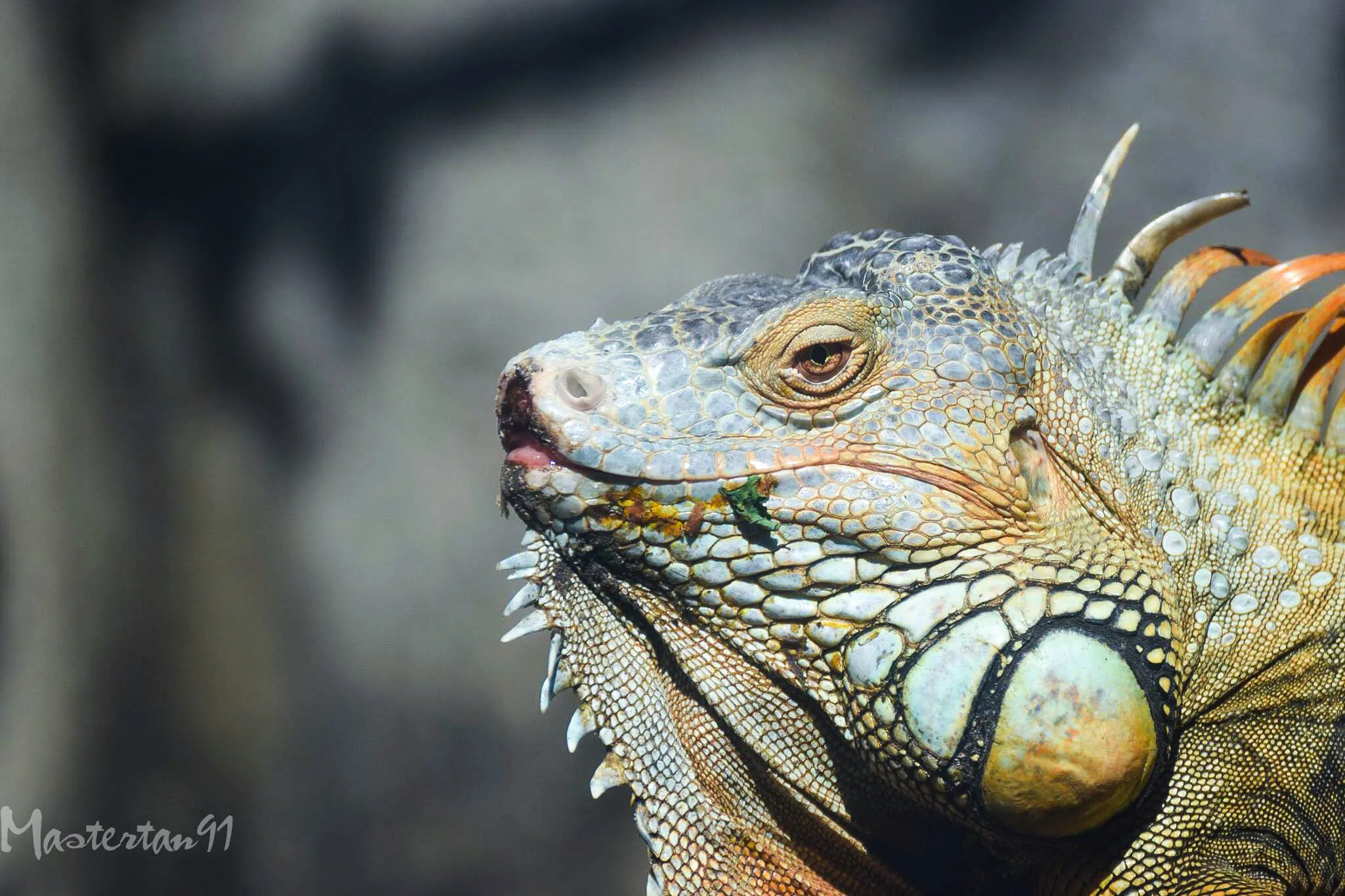Pet in Saigon Zoo.