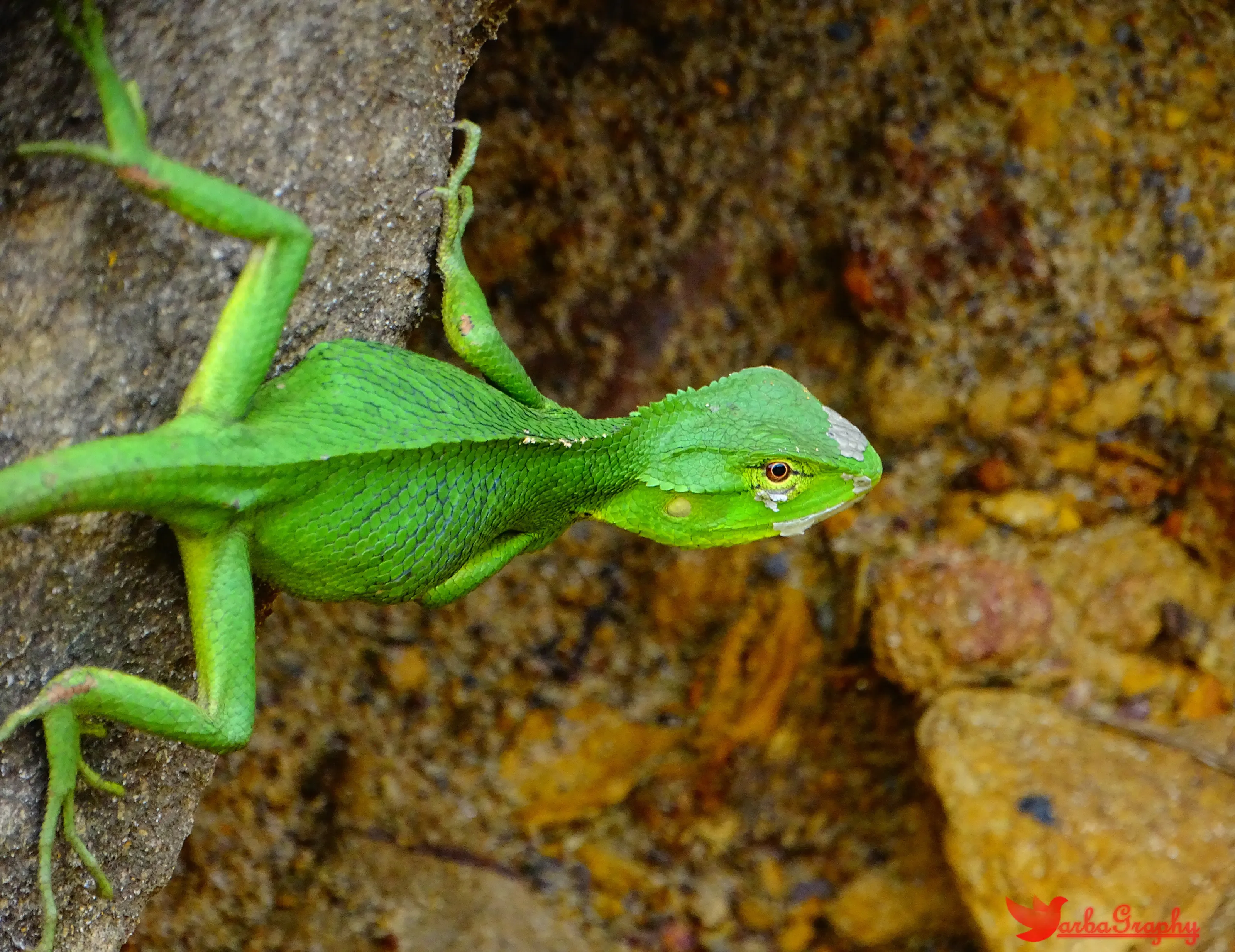 forest lizard