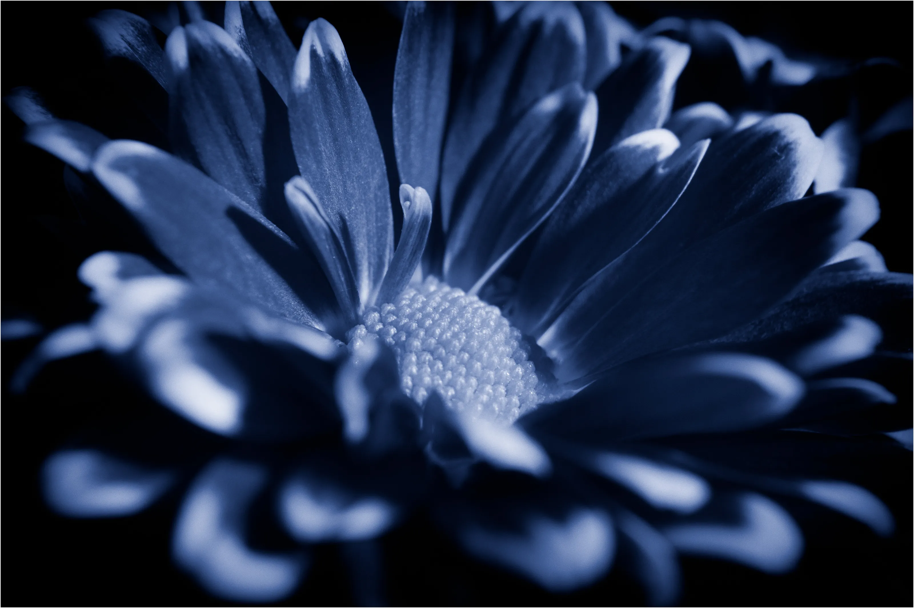 Blue petals