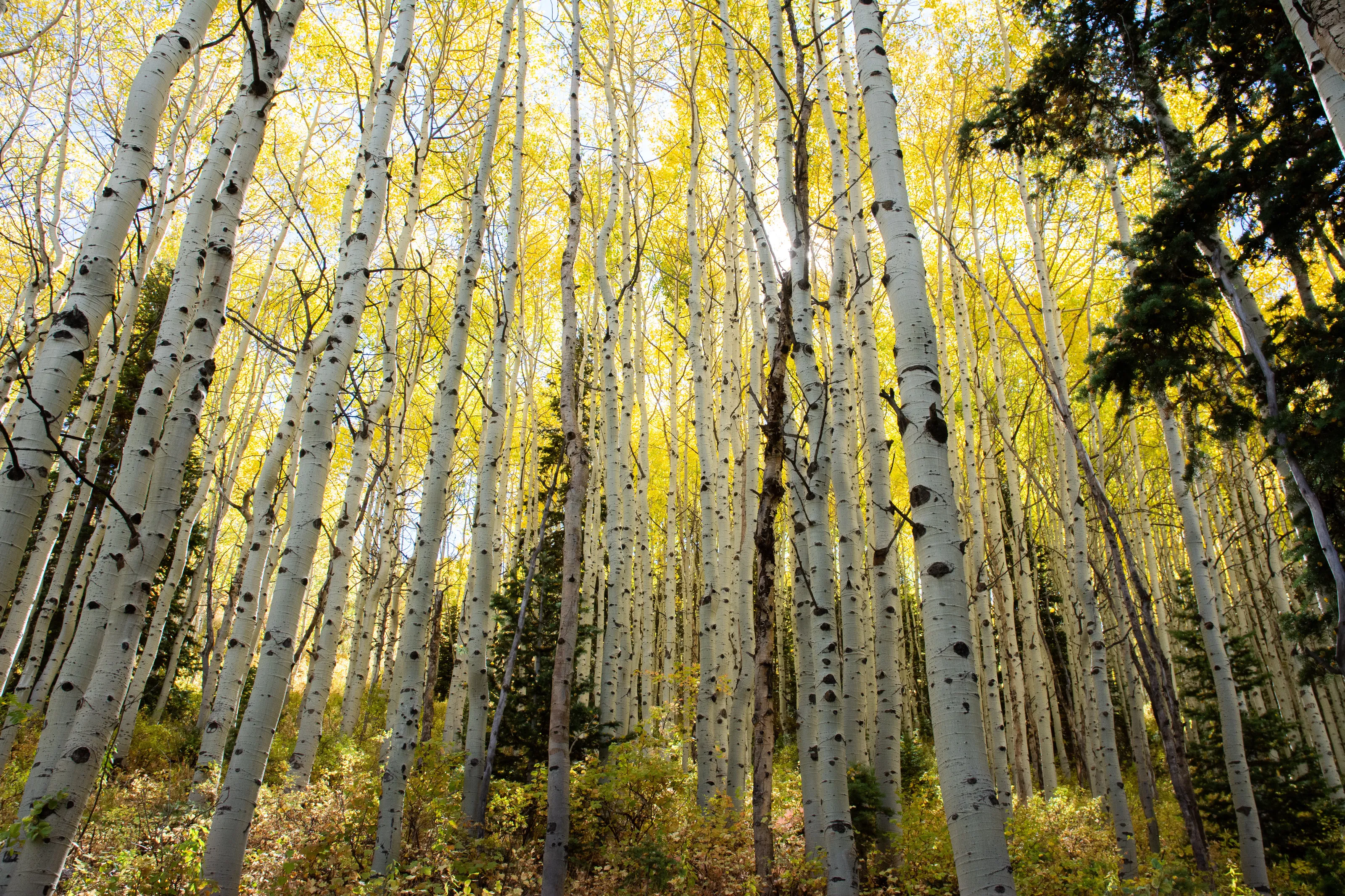 Park City Fall