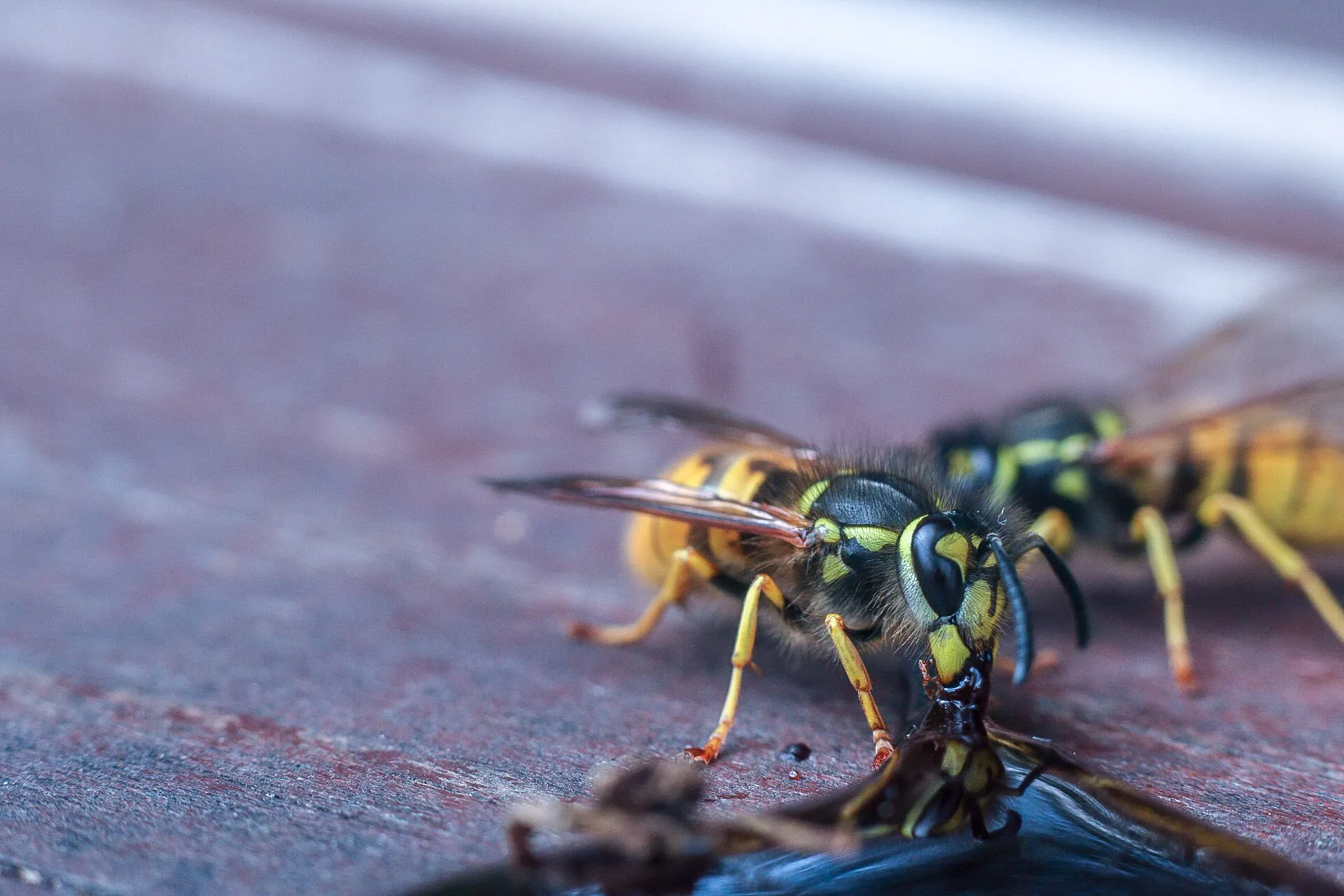 Snacky Wasps