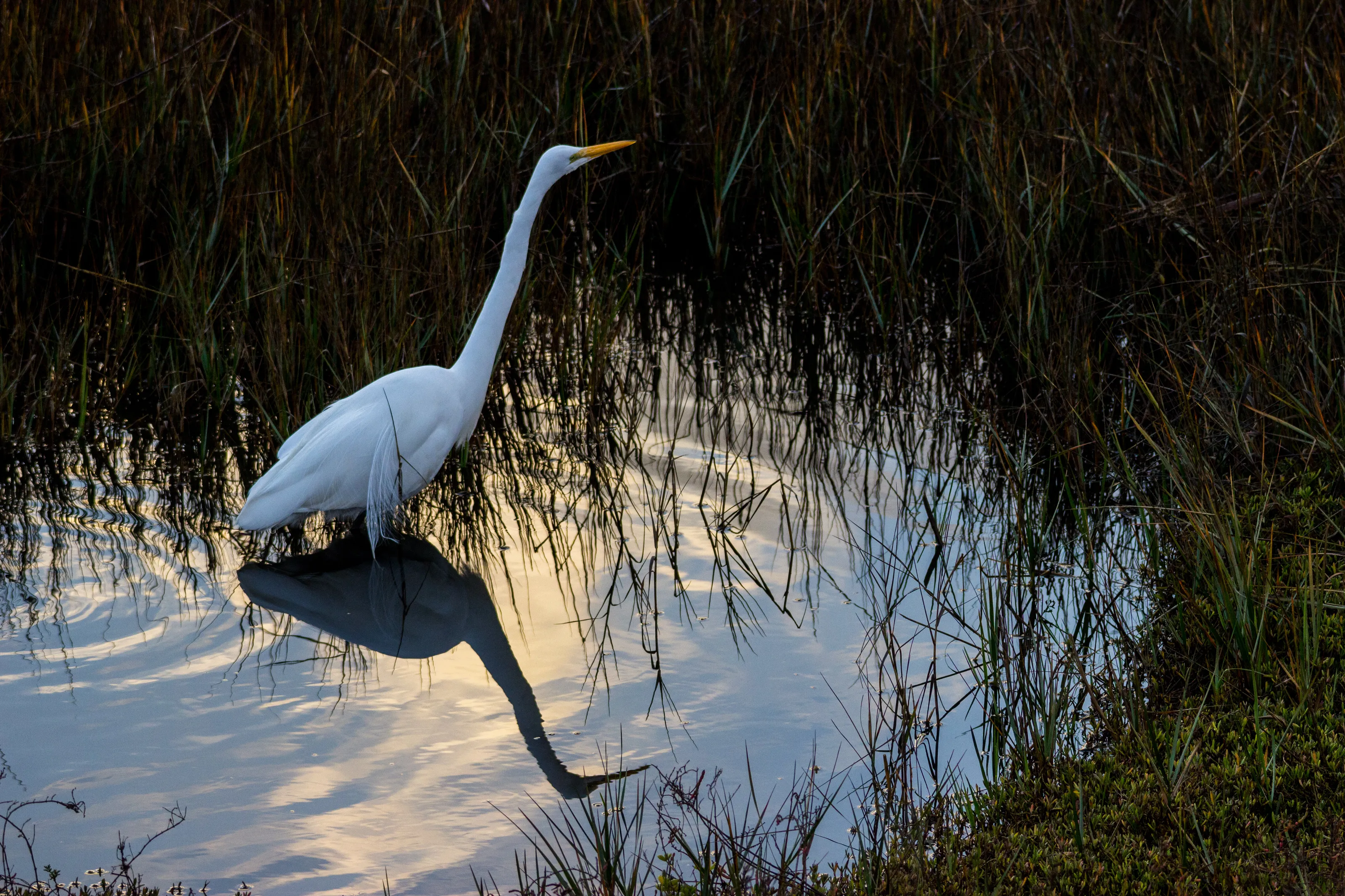 Glassy Water Reflections