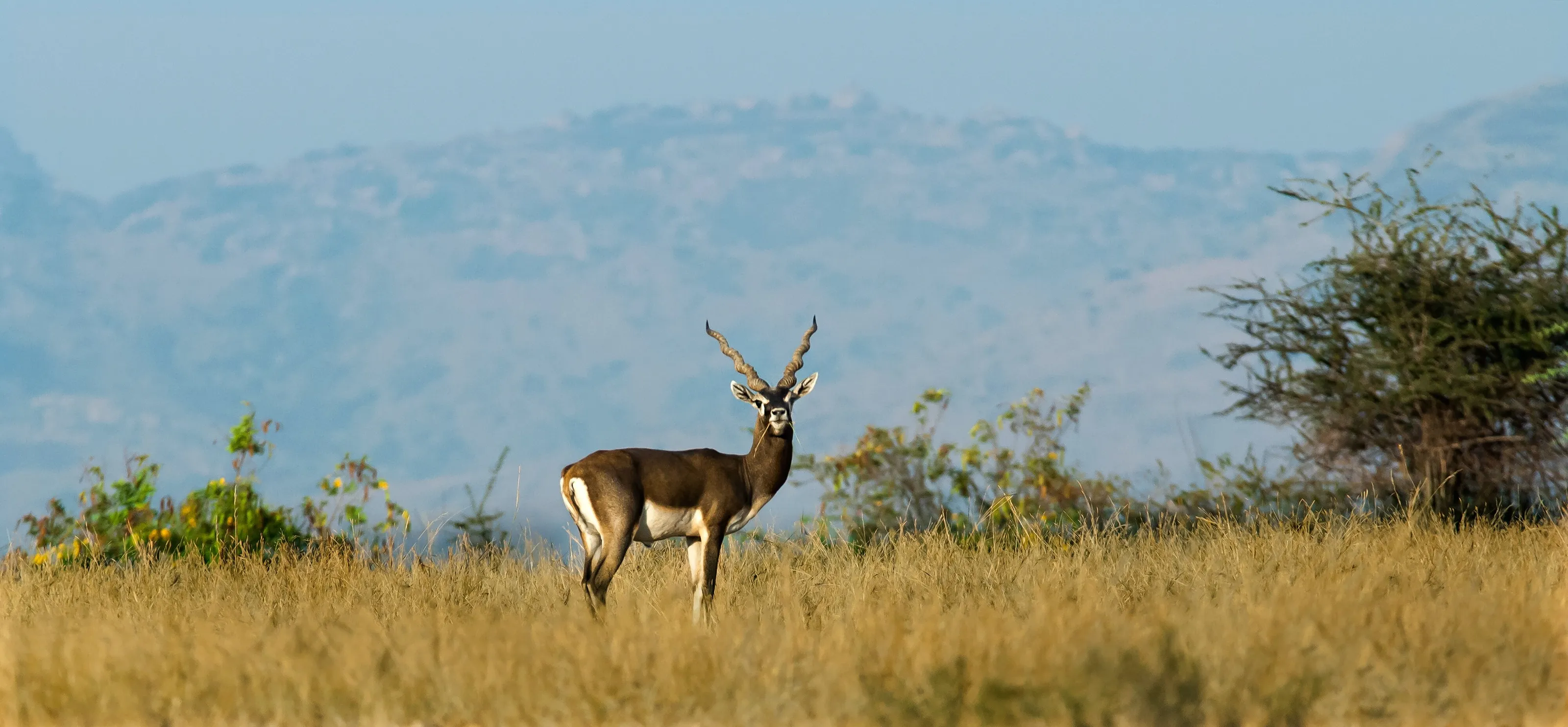 Blackbuck