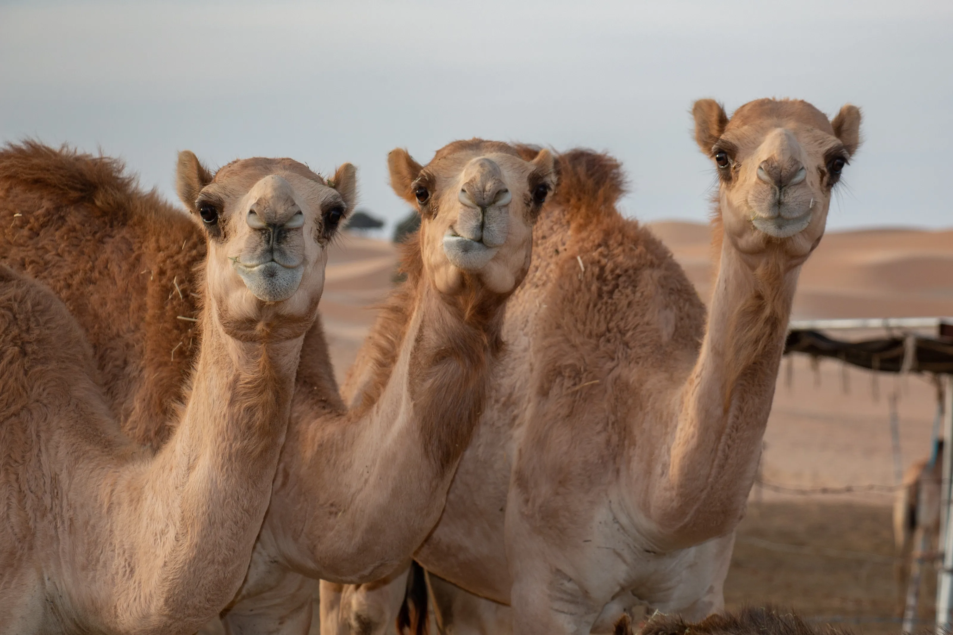 Who's got the hump?