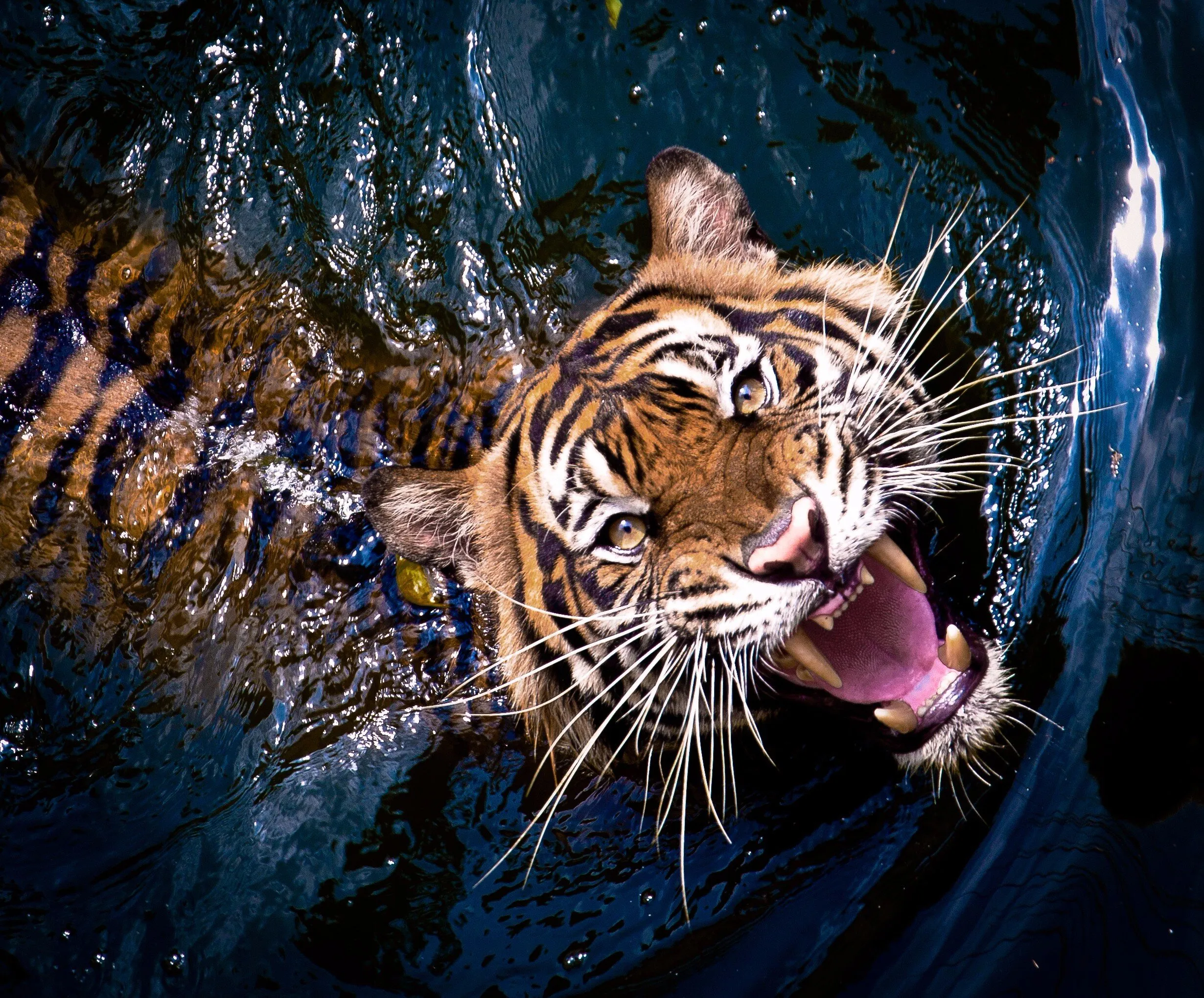 Tiger Sumatran