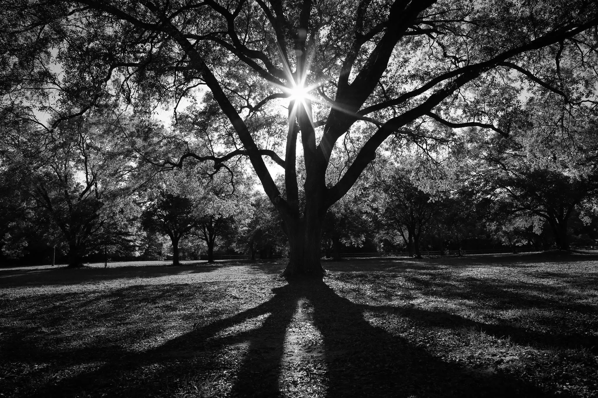 Sunburst in the Tree