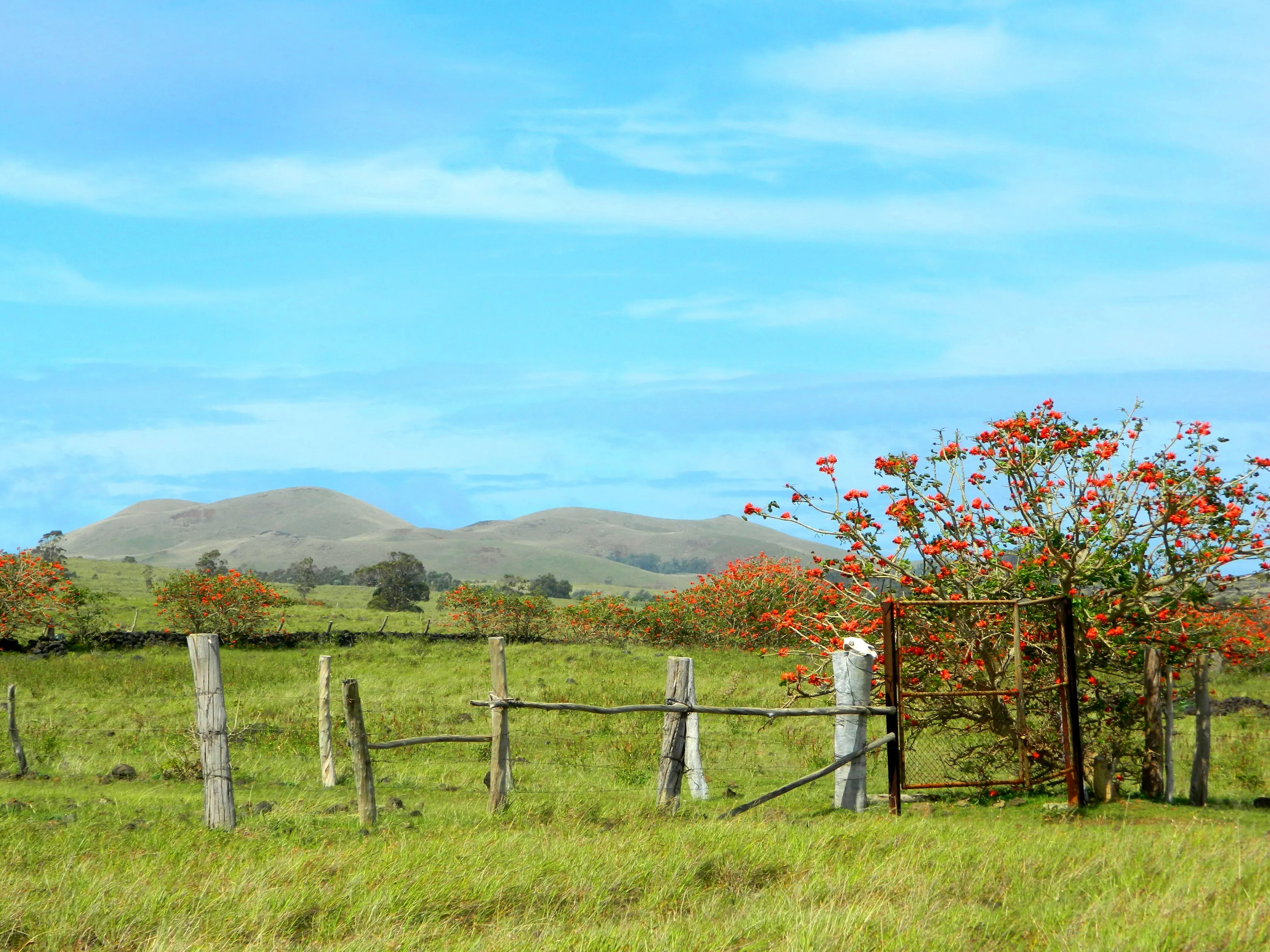 Te Peu, Rapa Nui