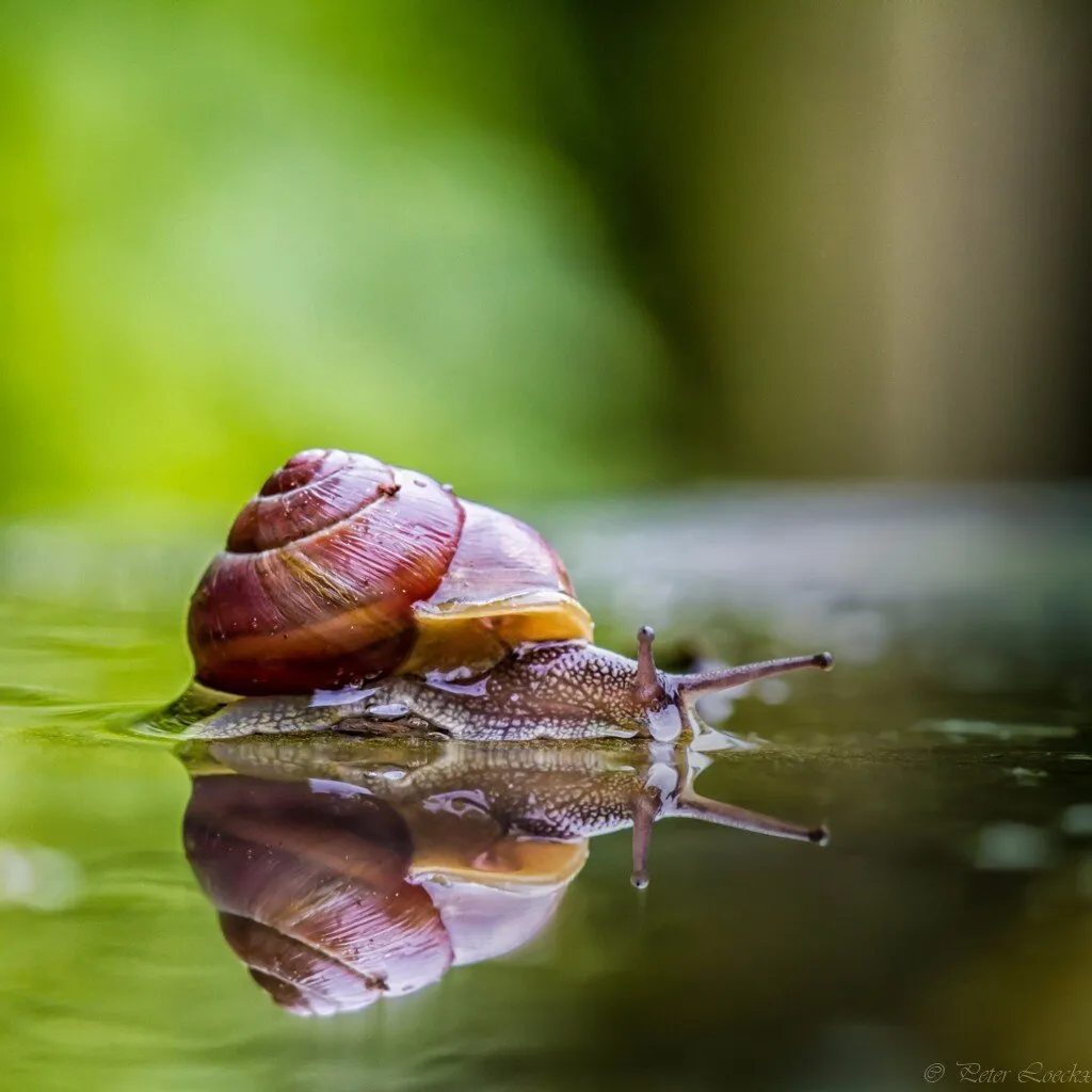 Snail and the rain !