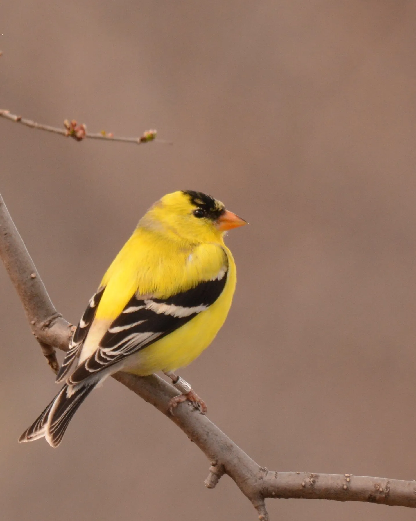 Banded American Finch