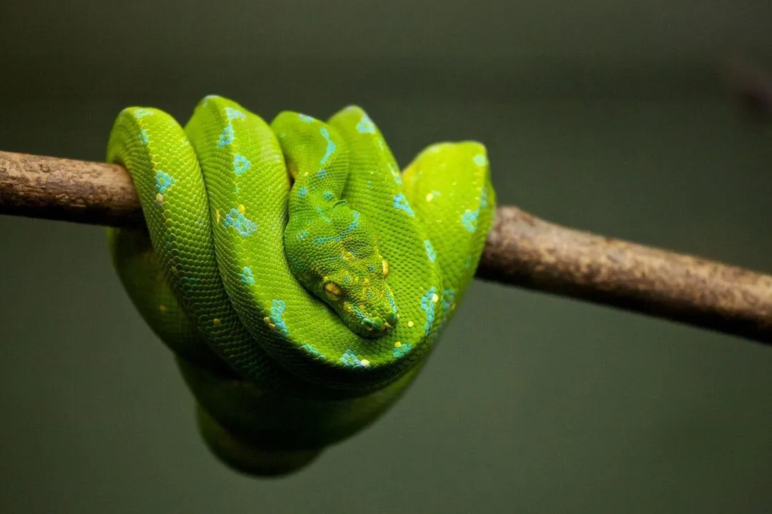 The Pistachio