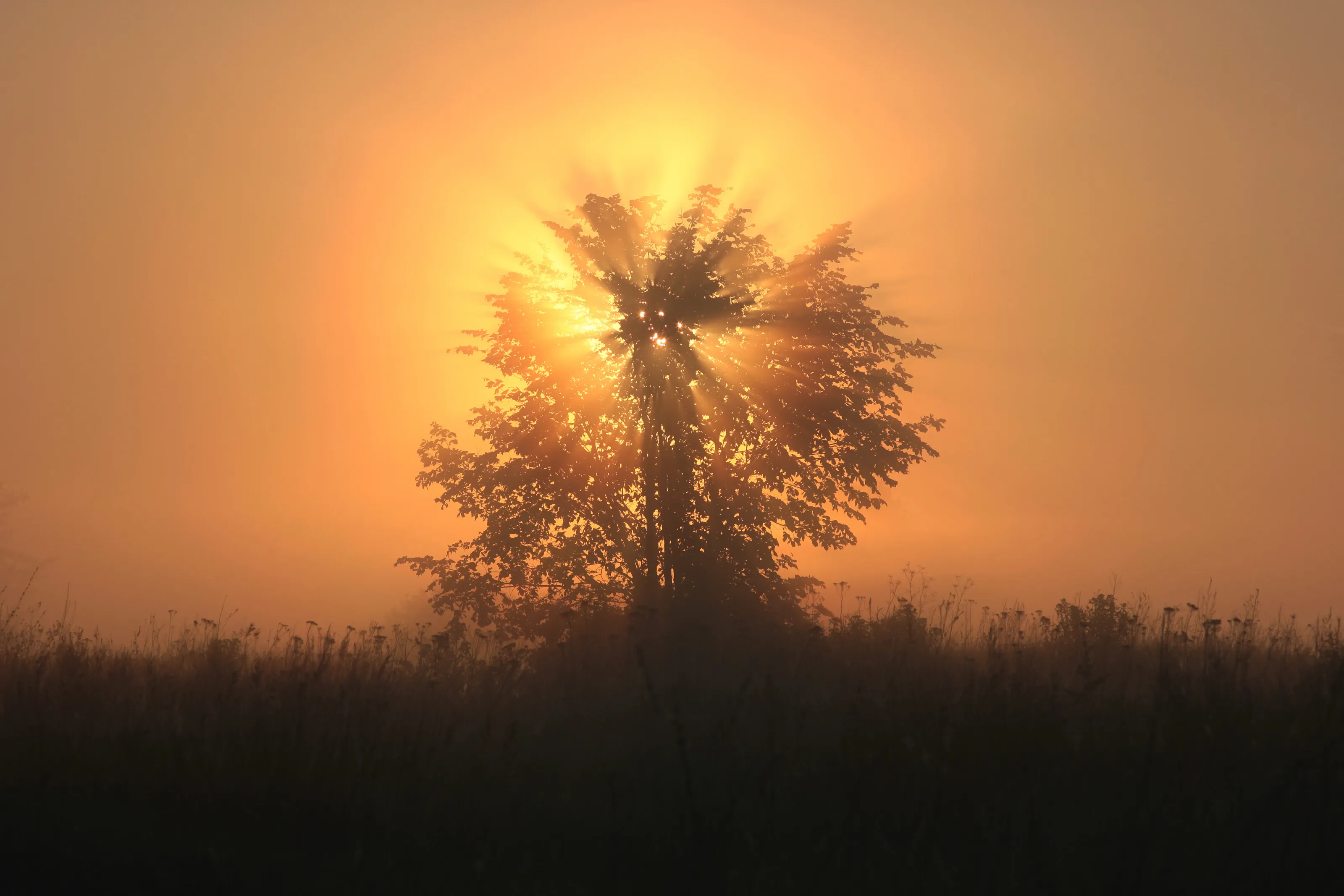in the rays