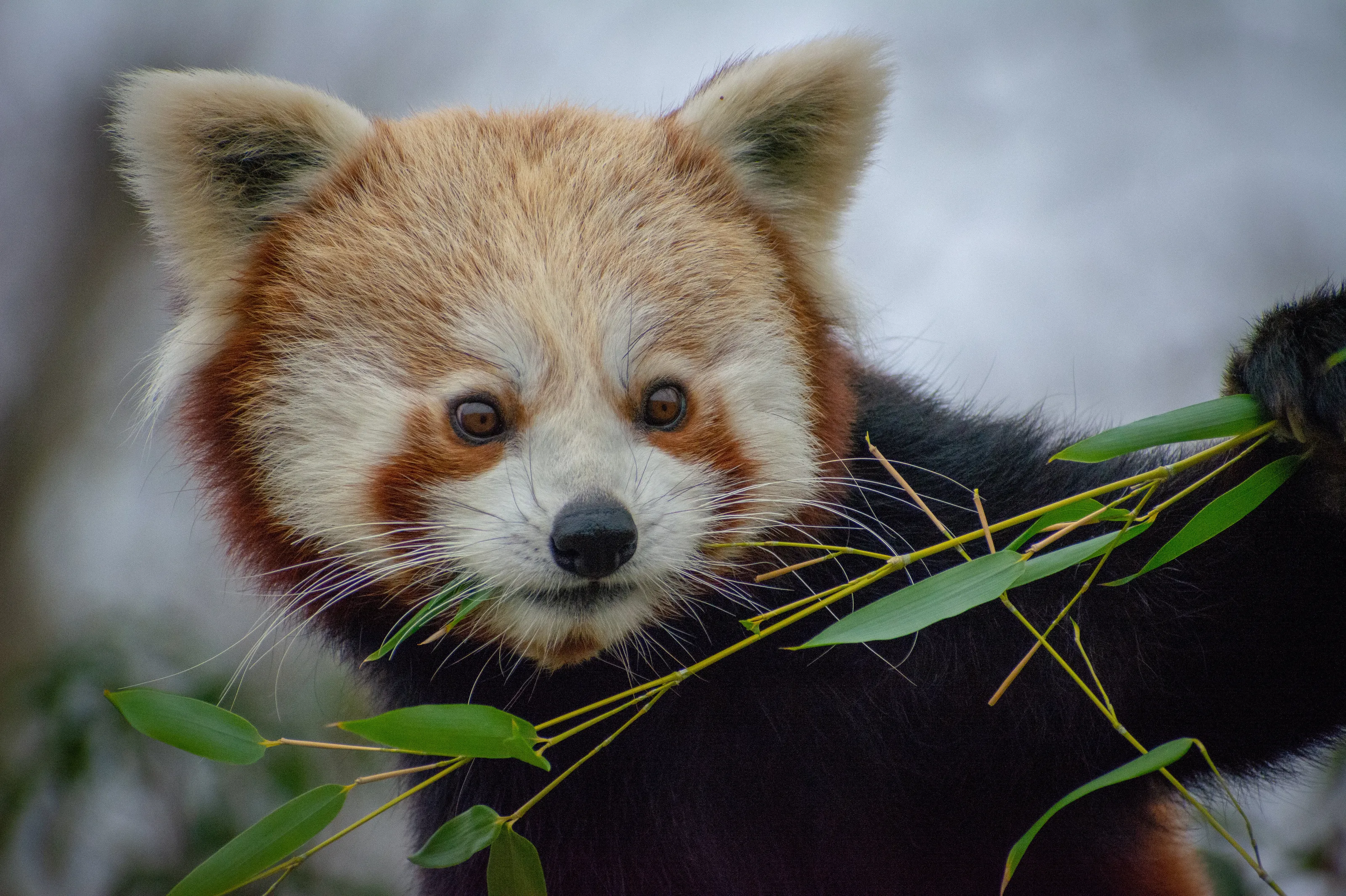 Red Panda