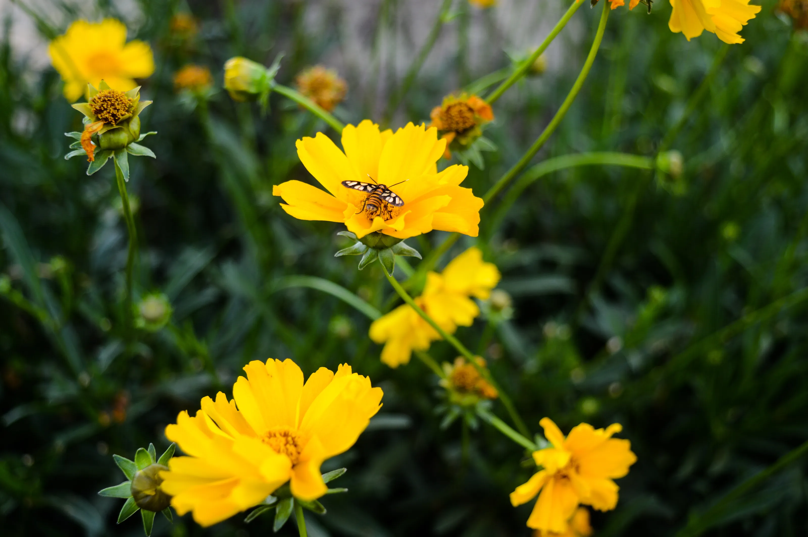Tiny butterfly