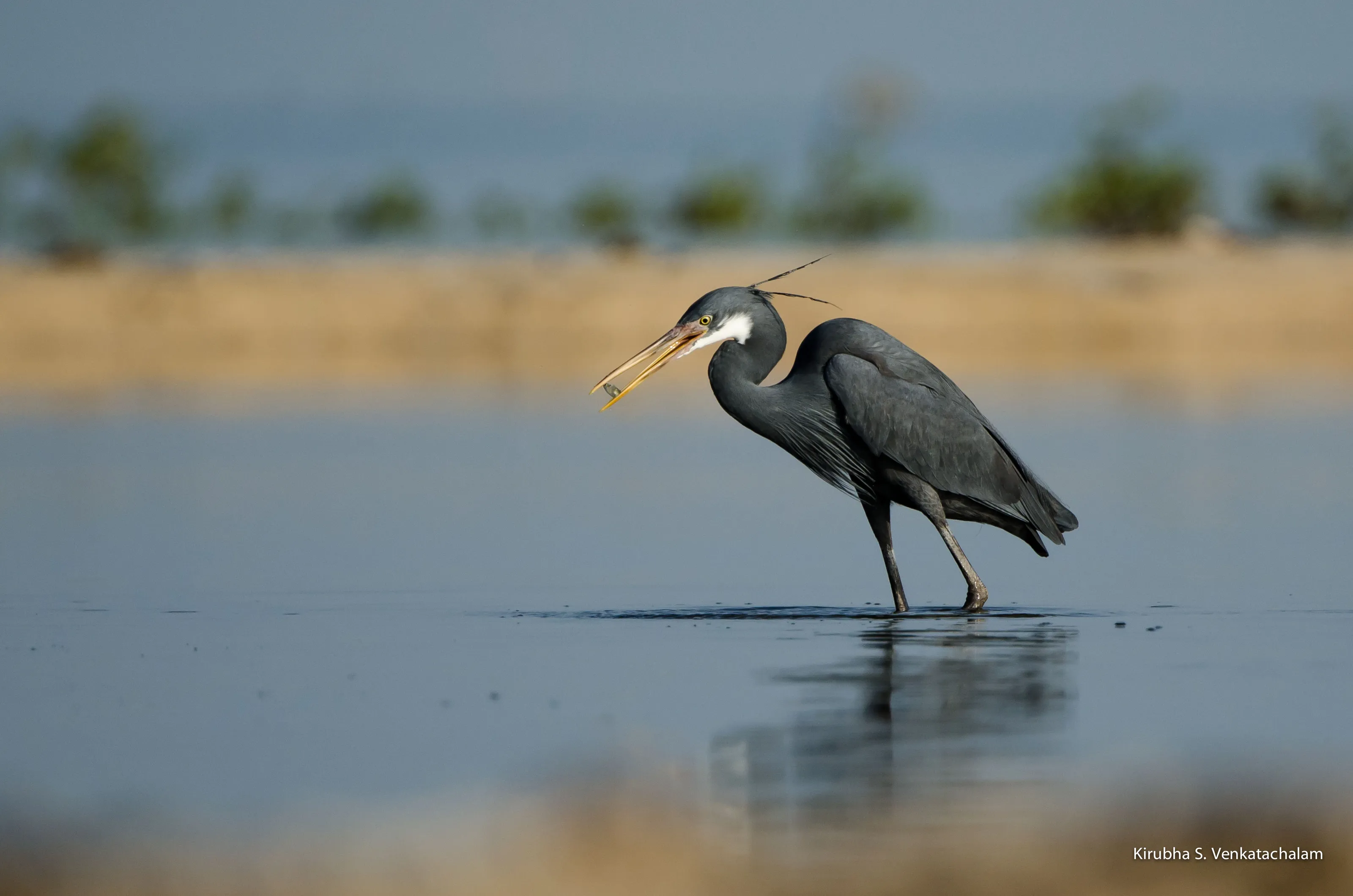 Western reef egret - Busy fishing