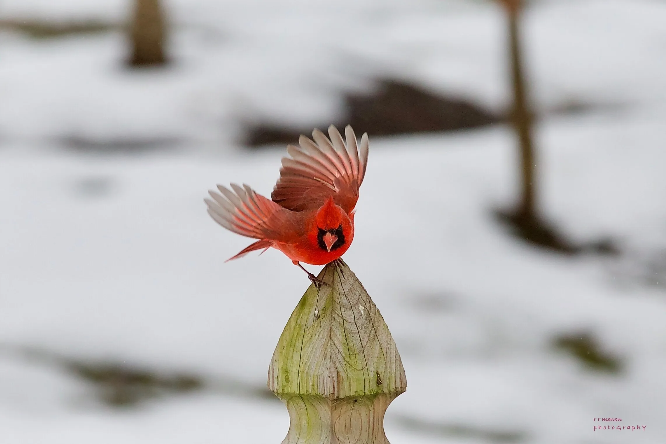 Cardinal back on a snow day
