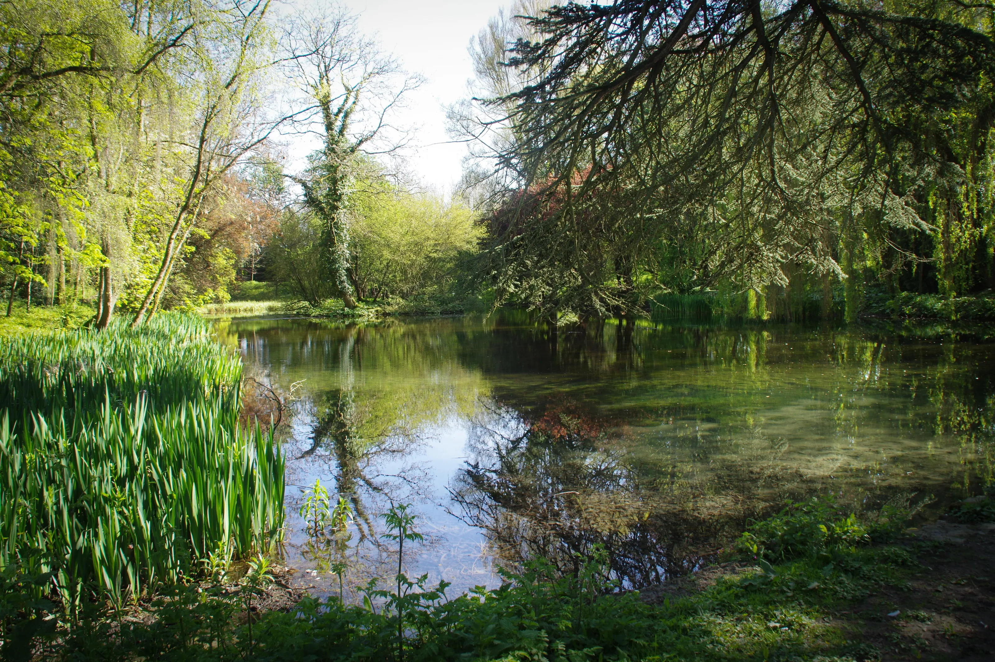 The Wild Garden in Spring