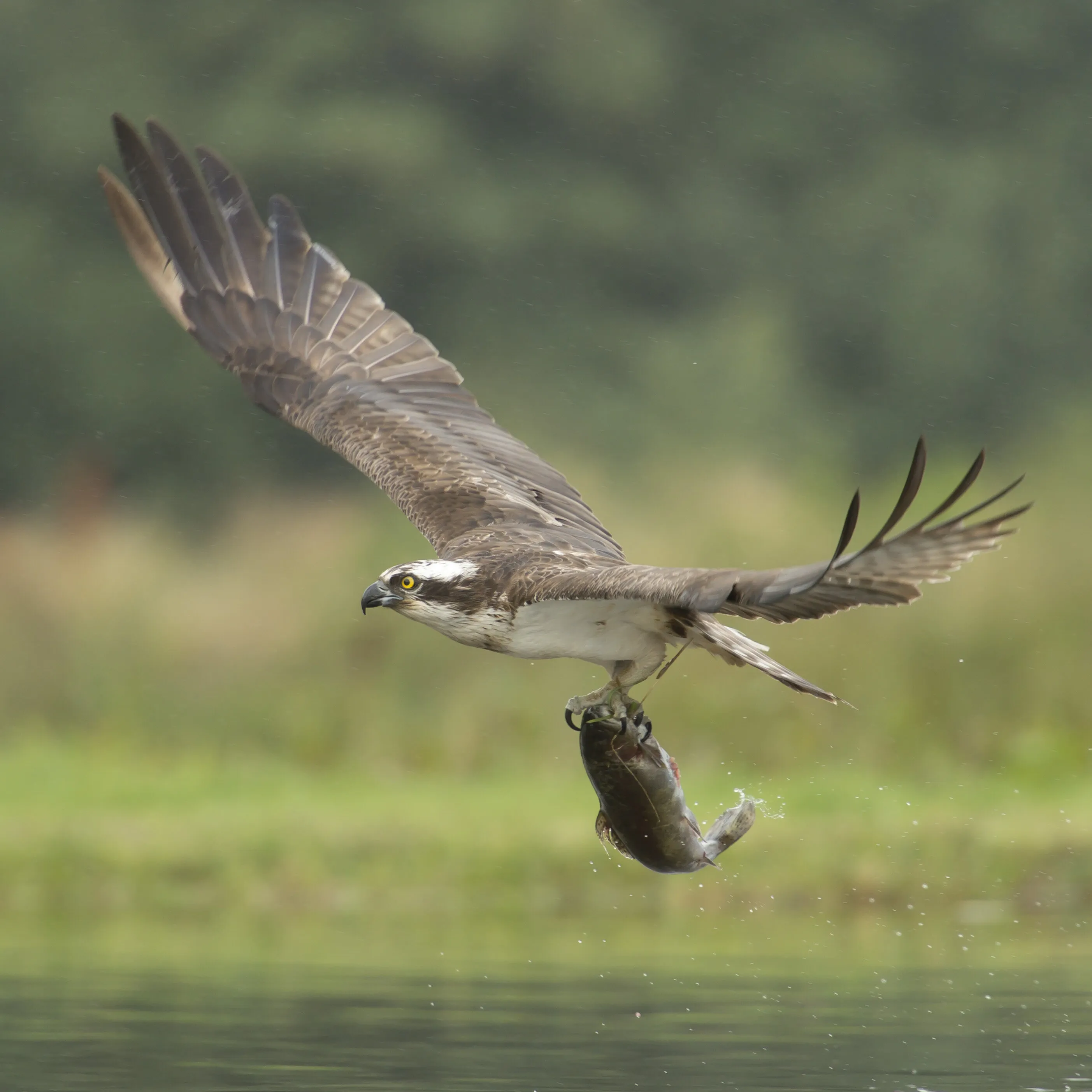 Gliding