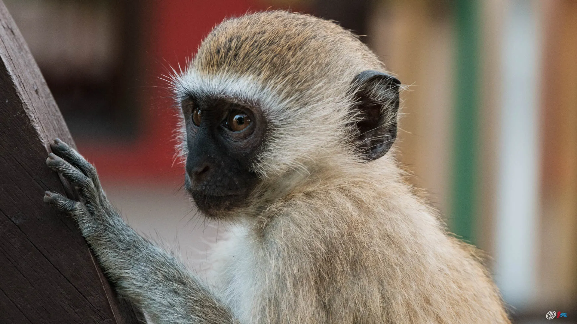 Green meerkat