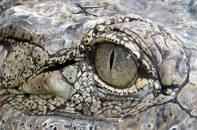 Nile Crocodile