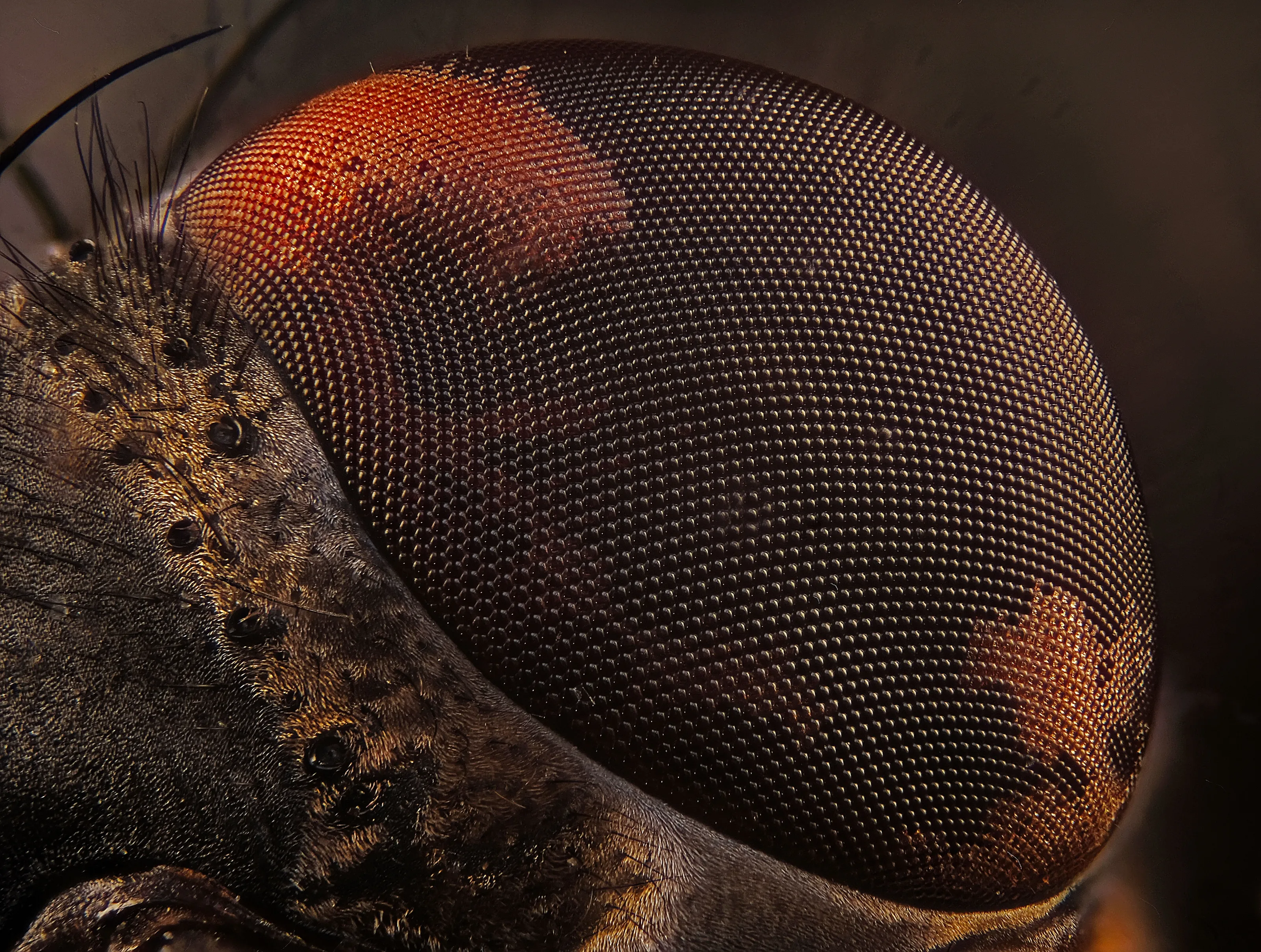 Beauty in an eye