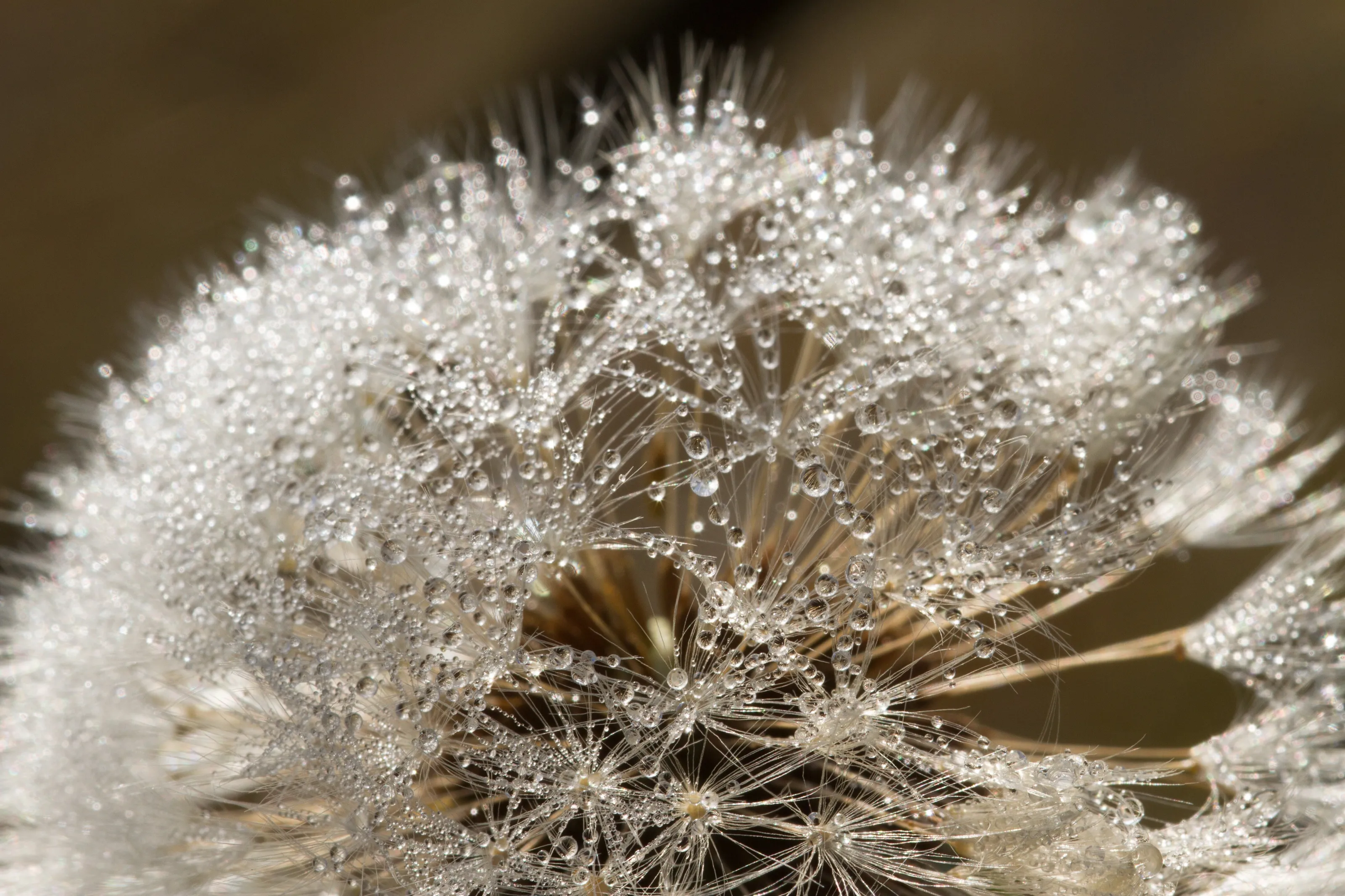 Frost on Dandelion clock