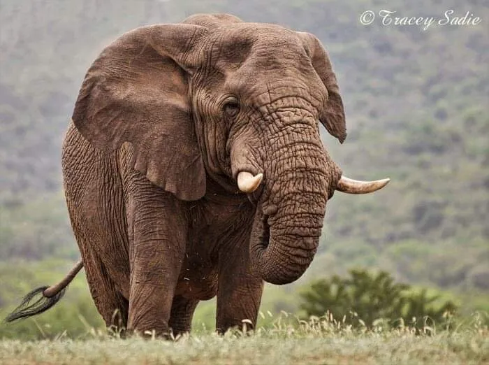 Gentle Giant