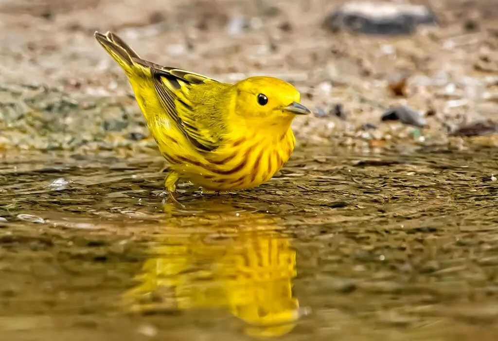 Yellow Warbler