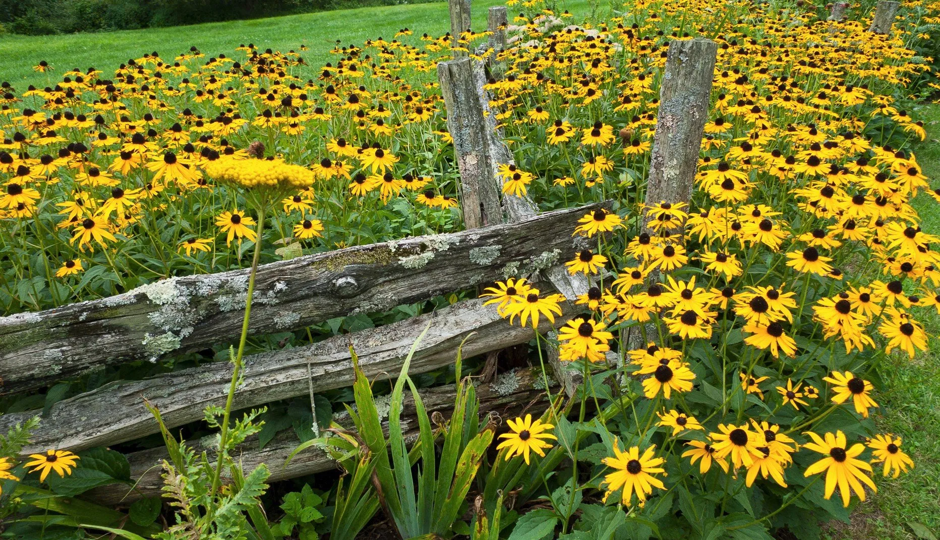 Decorated Fence