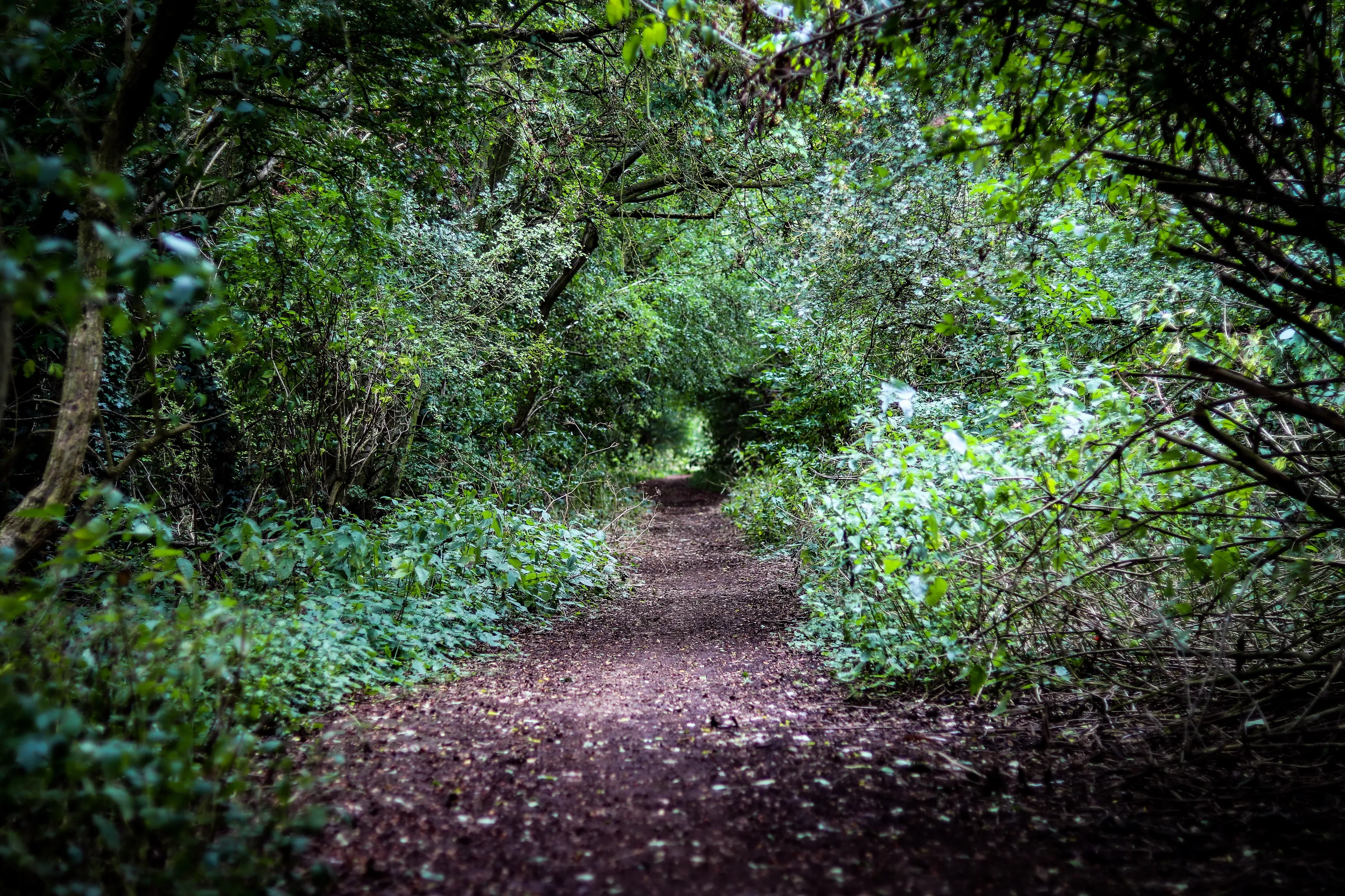 The Path to  Adventure