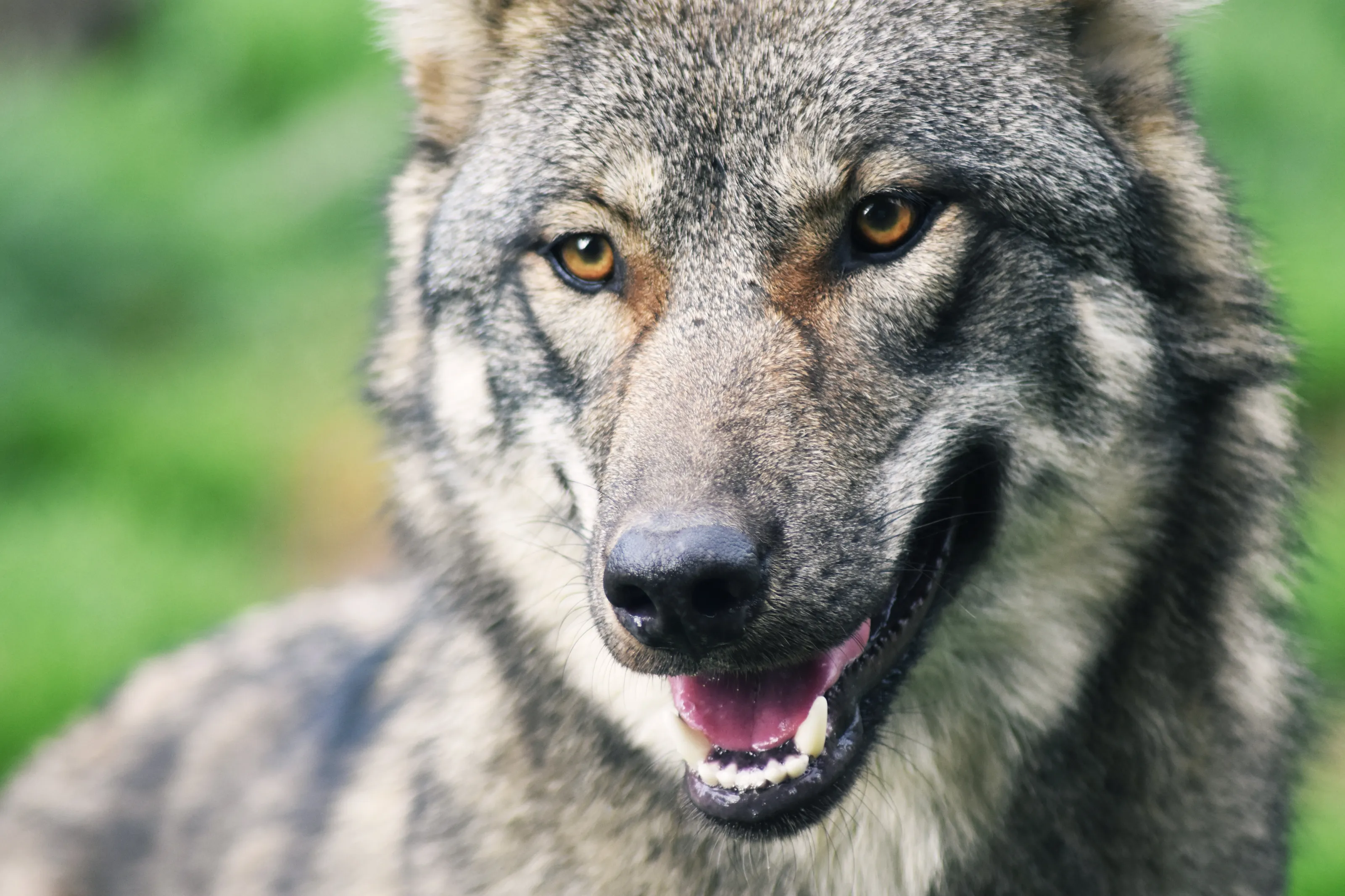 #Wolf