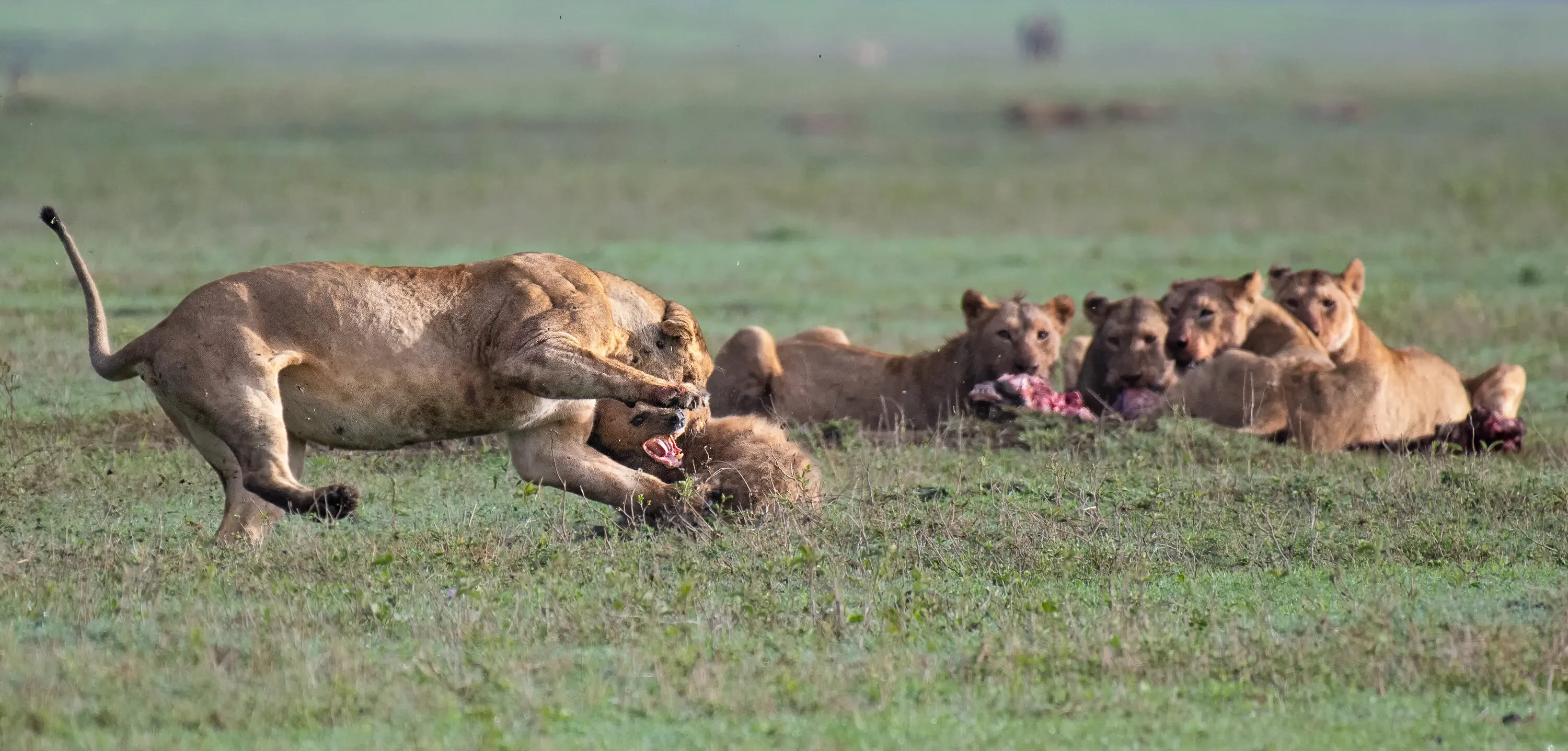 Lioness grabs hyena