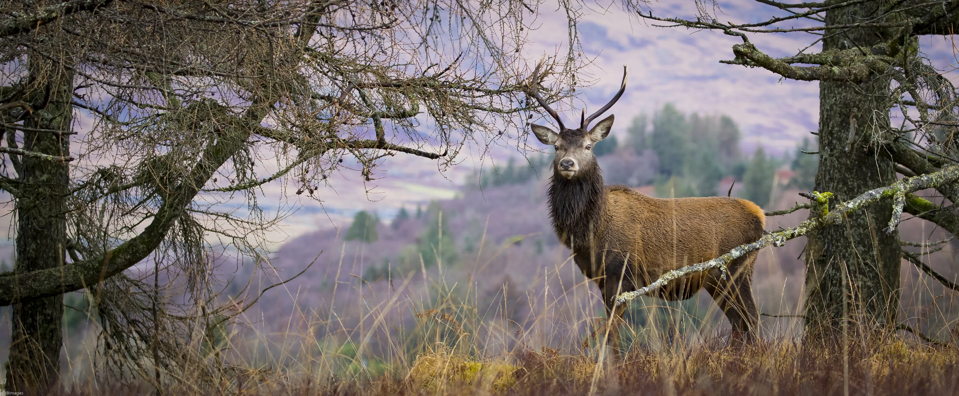 Stag