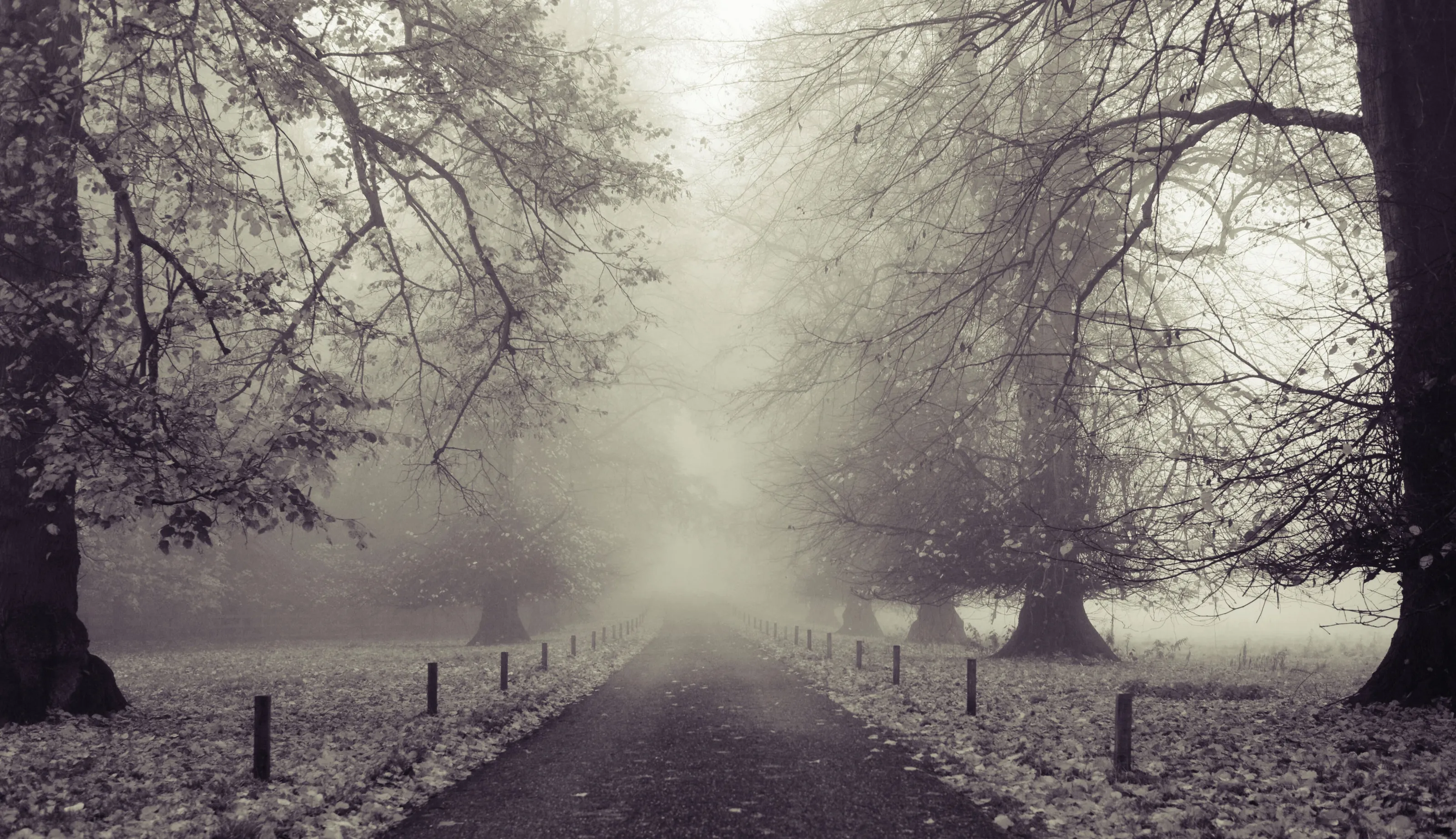 lost in the fog