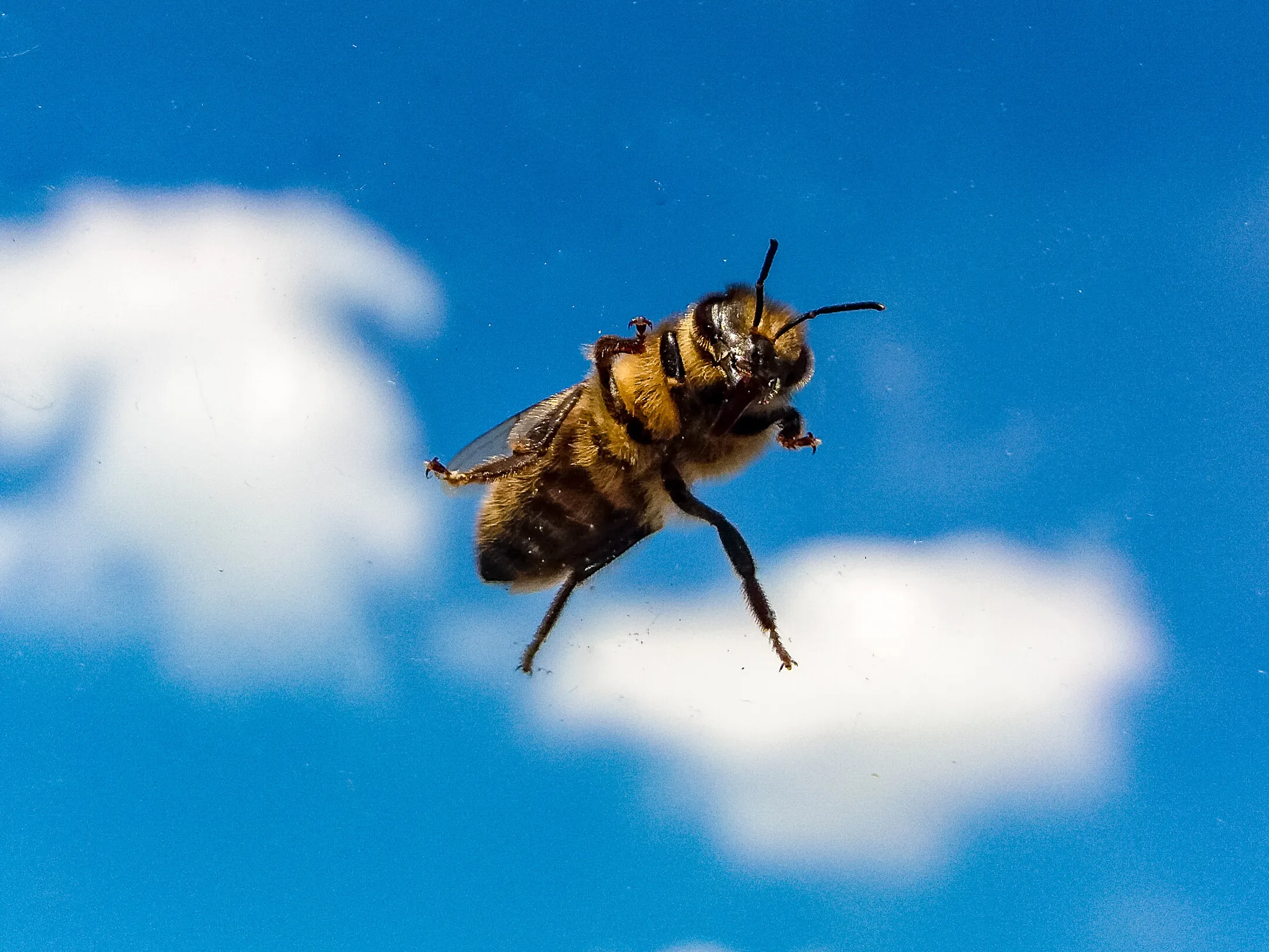 Bee on windscreen