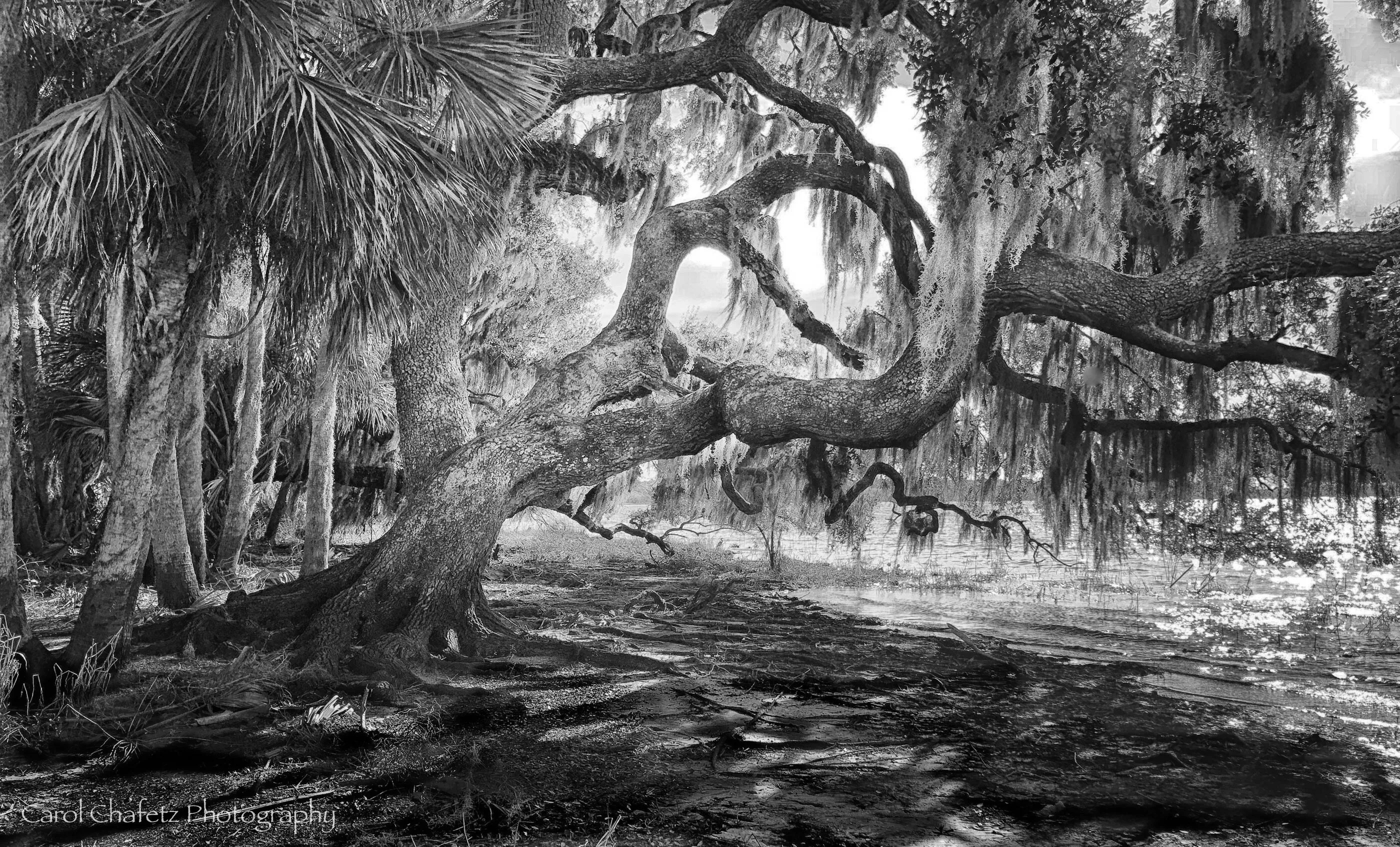 Live Oak Myakka State Park, Florida